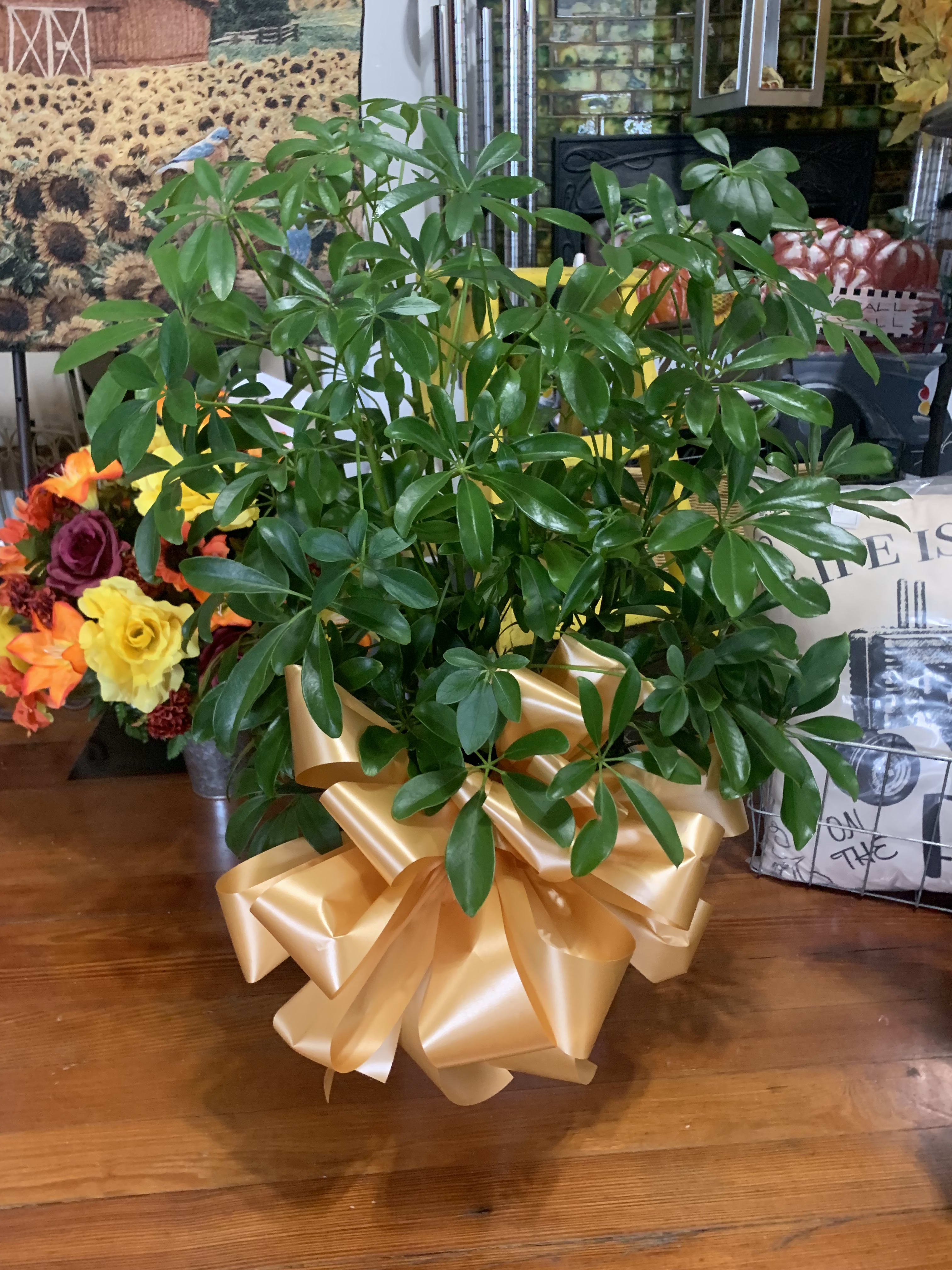 Small Leaf Schefflera Plant  - Also known as dwarf schefflera, umbrella plants like bright, indirect light. Their cute shape and easy care make them a good choice for houseplants. Consider this little guy for your plant-loving friend or family member as a birthday or congratulations gift!