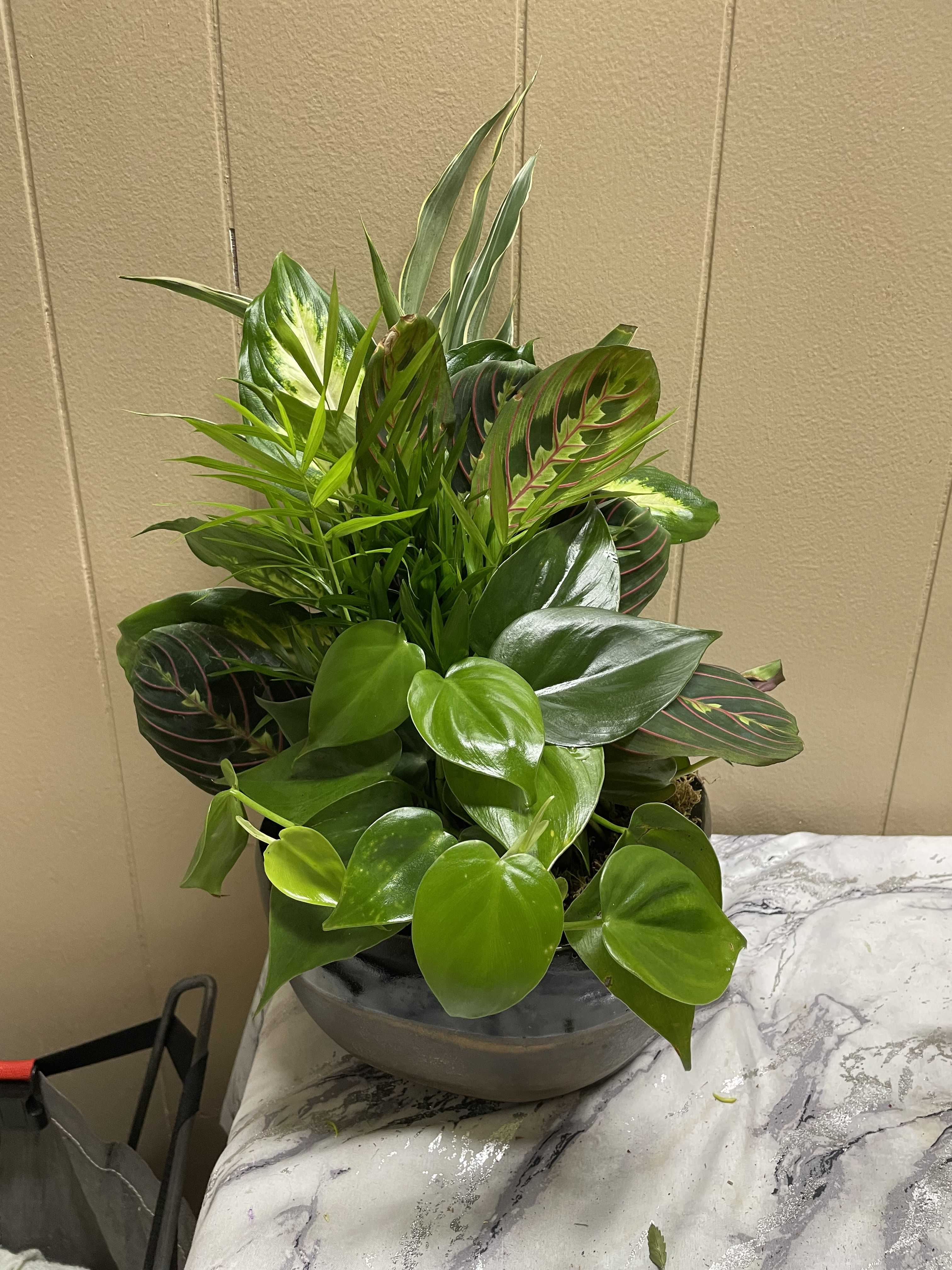 Mixed green houseplant arrangement in a gray bowl planter