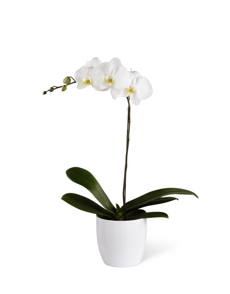 White orchid plant in a white pot