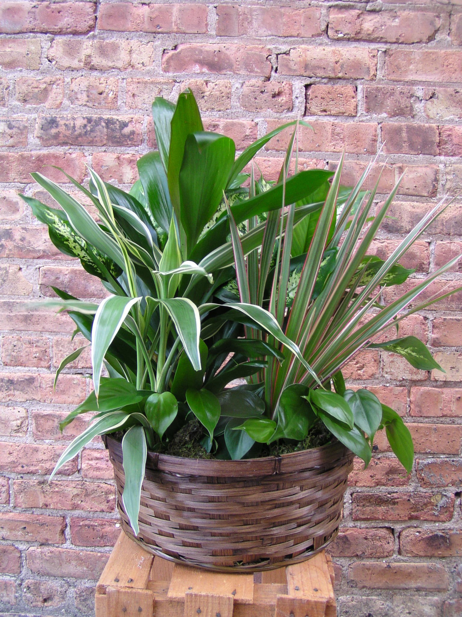 Mixed green houseplants in a woven basket planter