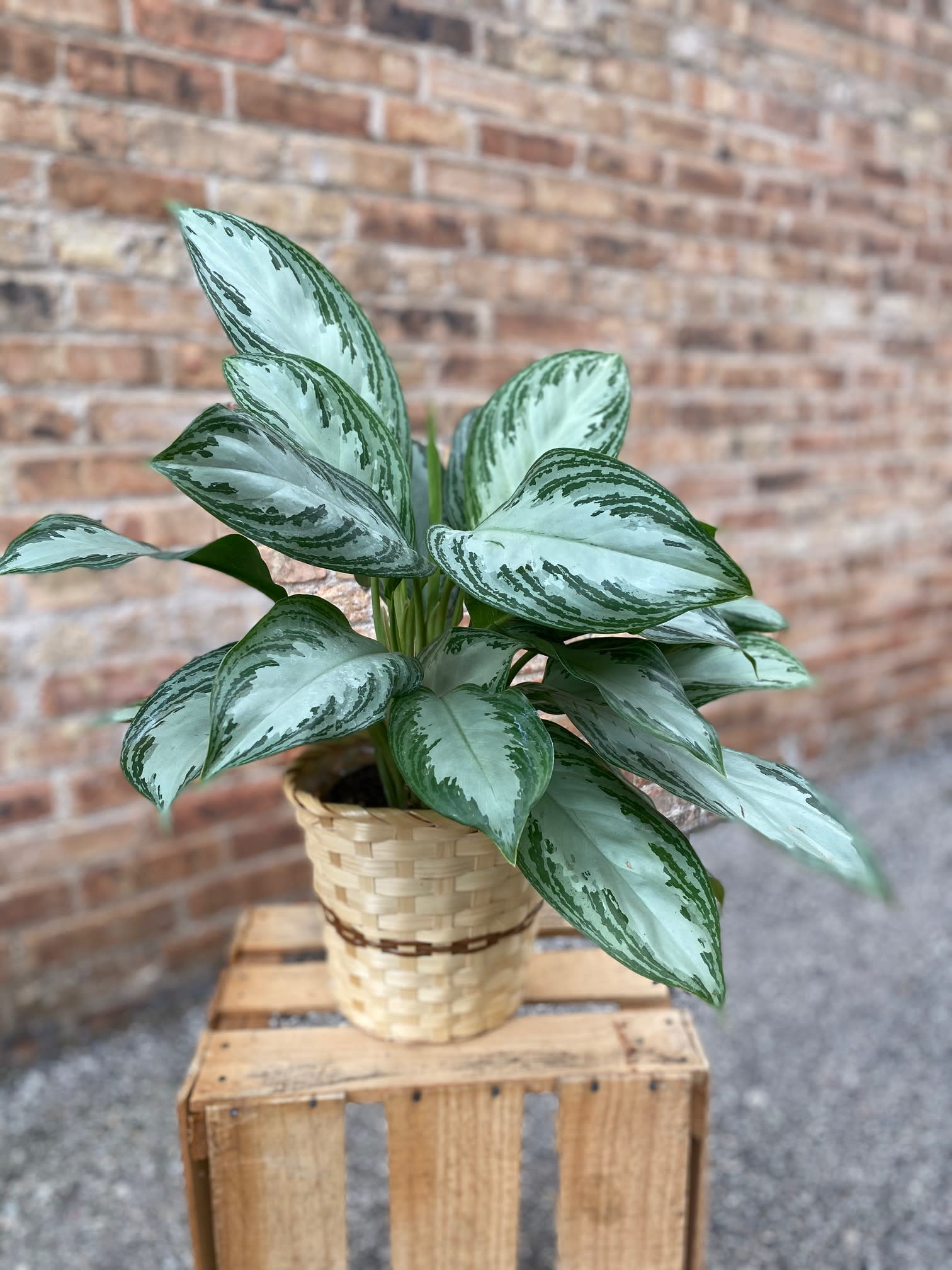 Chinese Evergreen - Chinese evergreen plants thrive in medium to low light conditions or indirect sunlight. Variety may vary from picture. Approximate height 20" but height may vary as this is a living, growing plant.  We are proud to deliver our flower creations to the Kenosha, Somers, and Pleasant Prairie areas. With over 55 years of combined flower design experience in Kenosha, Wisconsin, A Summer's Garden Florist and Gifts is the perfect choice for the freshest flowers, most creative design, and exceptional customer service.  