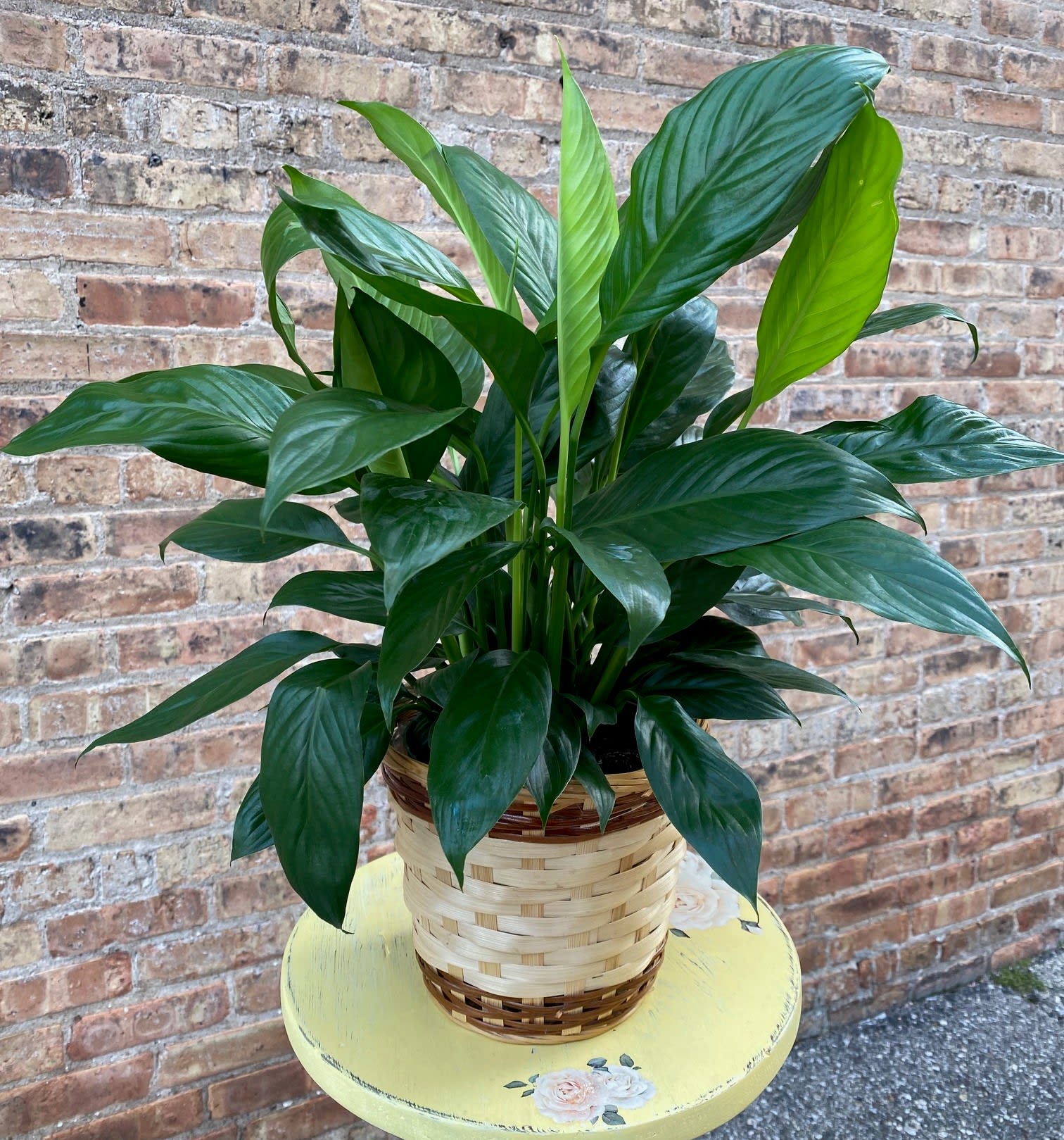 Peace Lily (Spathiphyllum) MEDIUM - A lovely table-top plant that is a versatile gift for so many occasions. Each plant will vary but approximate size is 18" high.  We are proud to deliver our plant to the Kenosha, Somers, and Pleasant Prairie area. With over 55 years of combined flower design experience in Kenosha, Wisconsin, A Summer's Garden Florist and Gifts is the perfect choice for the freshest flowers, most creative design, and exceptional customer service.