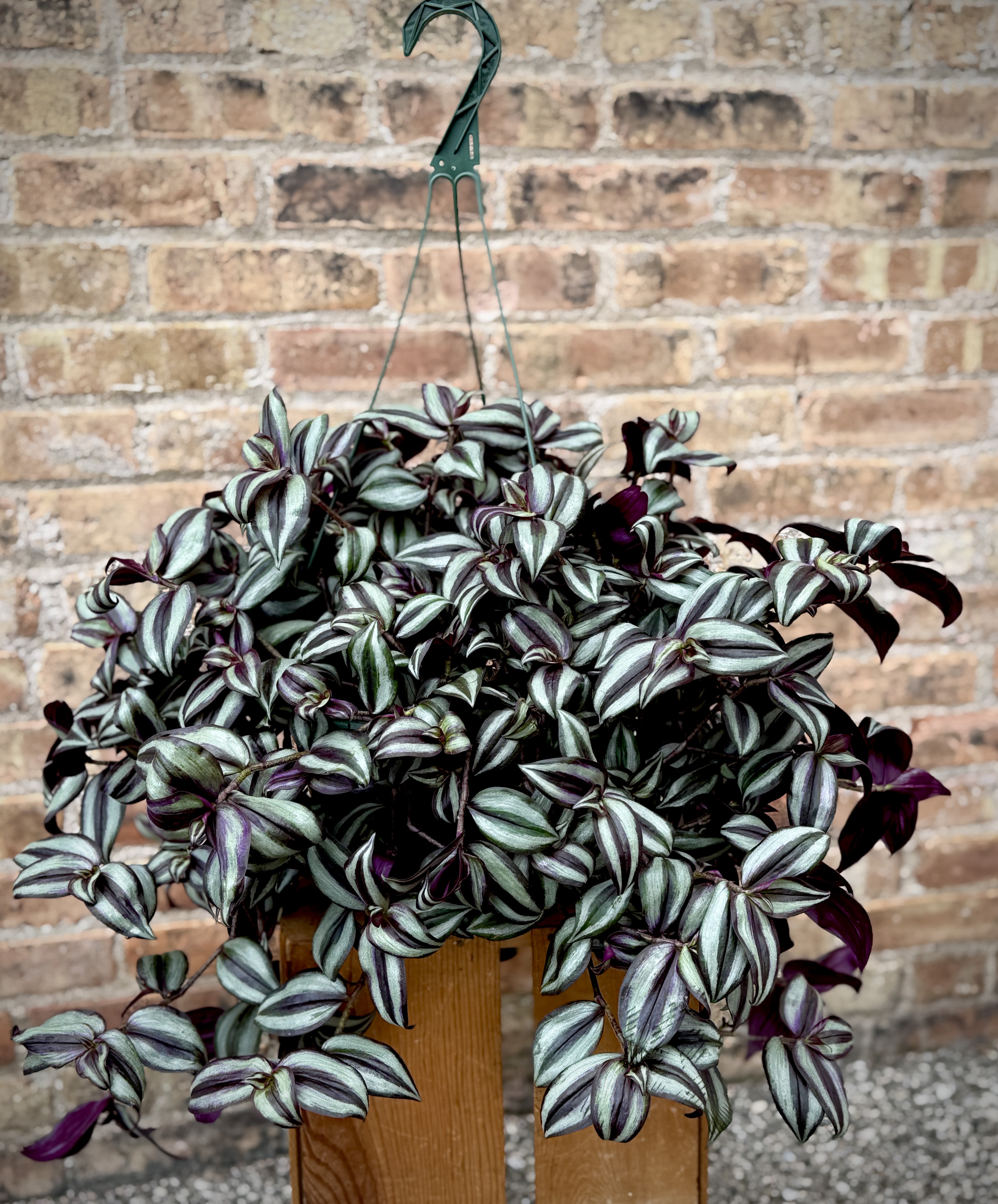 Tradescantia (only 1 available) - This is one big, beautiful tradescantia! Makes a great indoor plant. Can be brought outdoors in the summer. Plant is approximately 24" W x 20" H  We are proud to deliver our plant creations to the Kenosha, Somers, and Pleasant Prairie area. With over 55 years of combined flower design experience in Kenosha, Wisconsin, A Summer's Garden Florist and Gifts is the perfect choice for the freshest flowers, most creative design, and exceptional customer service.