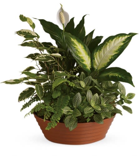 Serene Retreat - White is just right especially when delivered in a field of green. This beautiful gift is a garden of delights. Perfectly at home inside a home or office it's a great gift for all reasons and seasons. A white hypoestes is joined by green dieffenbachia spathipyhllum ficus and Boston fern that's delivered in a beautiful plastic dish.Approximately 14 1/2" W x 15" H Orientation: All-Around As Shown : T100-3A