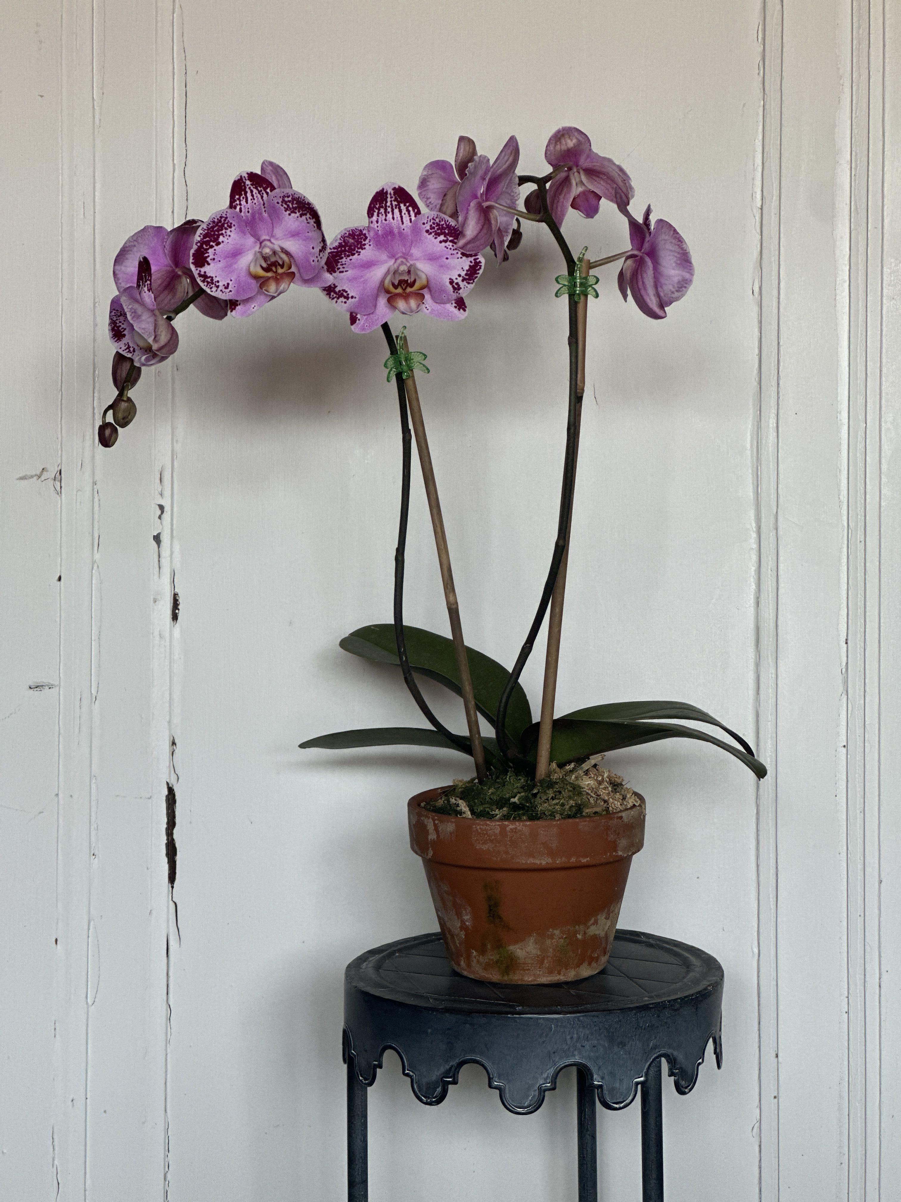 Double Blooming Orchid - When you want to dazzle them, send this Majestic Orchid.  Nestled in a a pot the Glorious Living Phalaenopsis Plant looks Lovely.