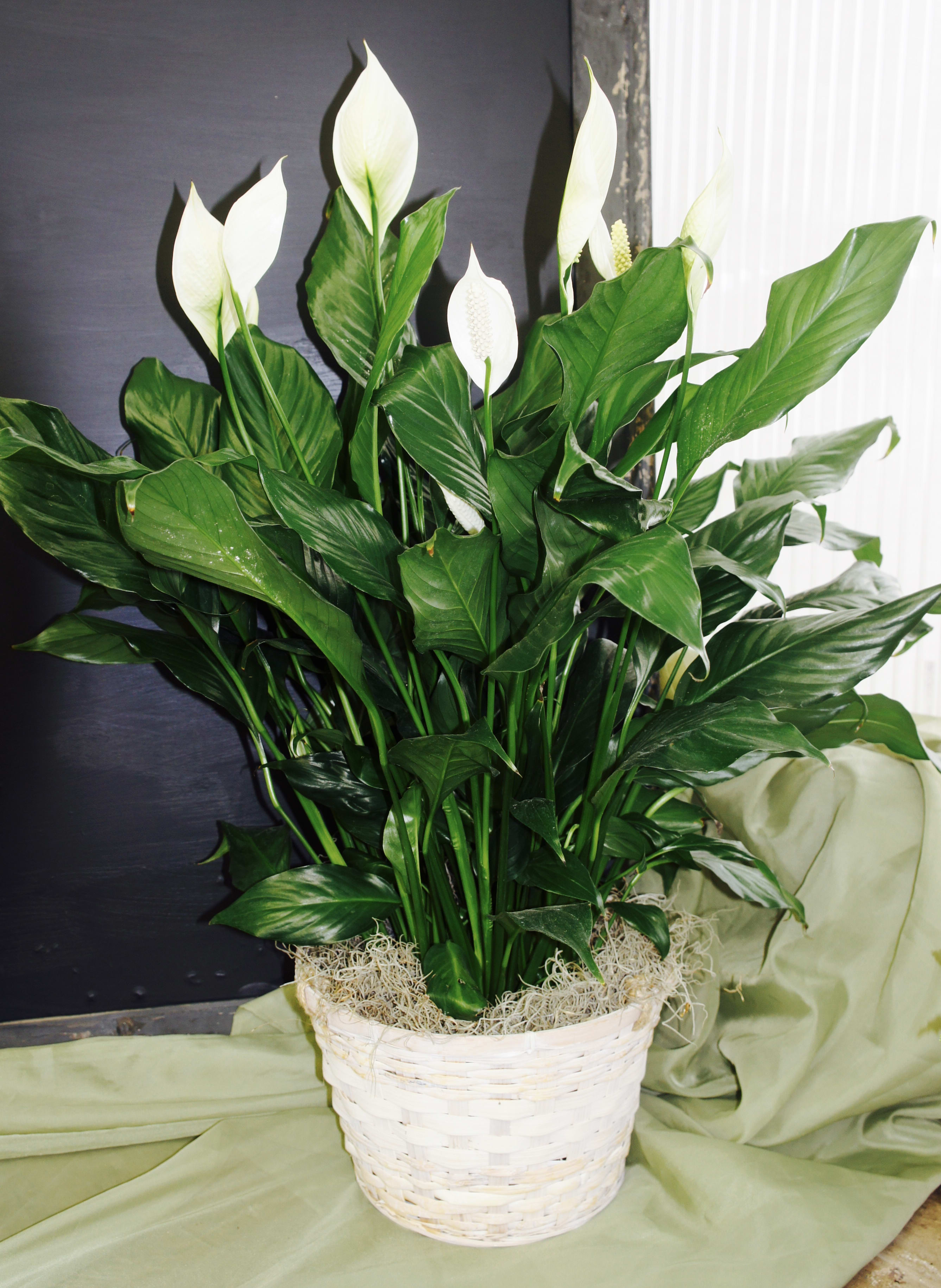 White peace lilies in a white woven basket
