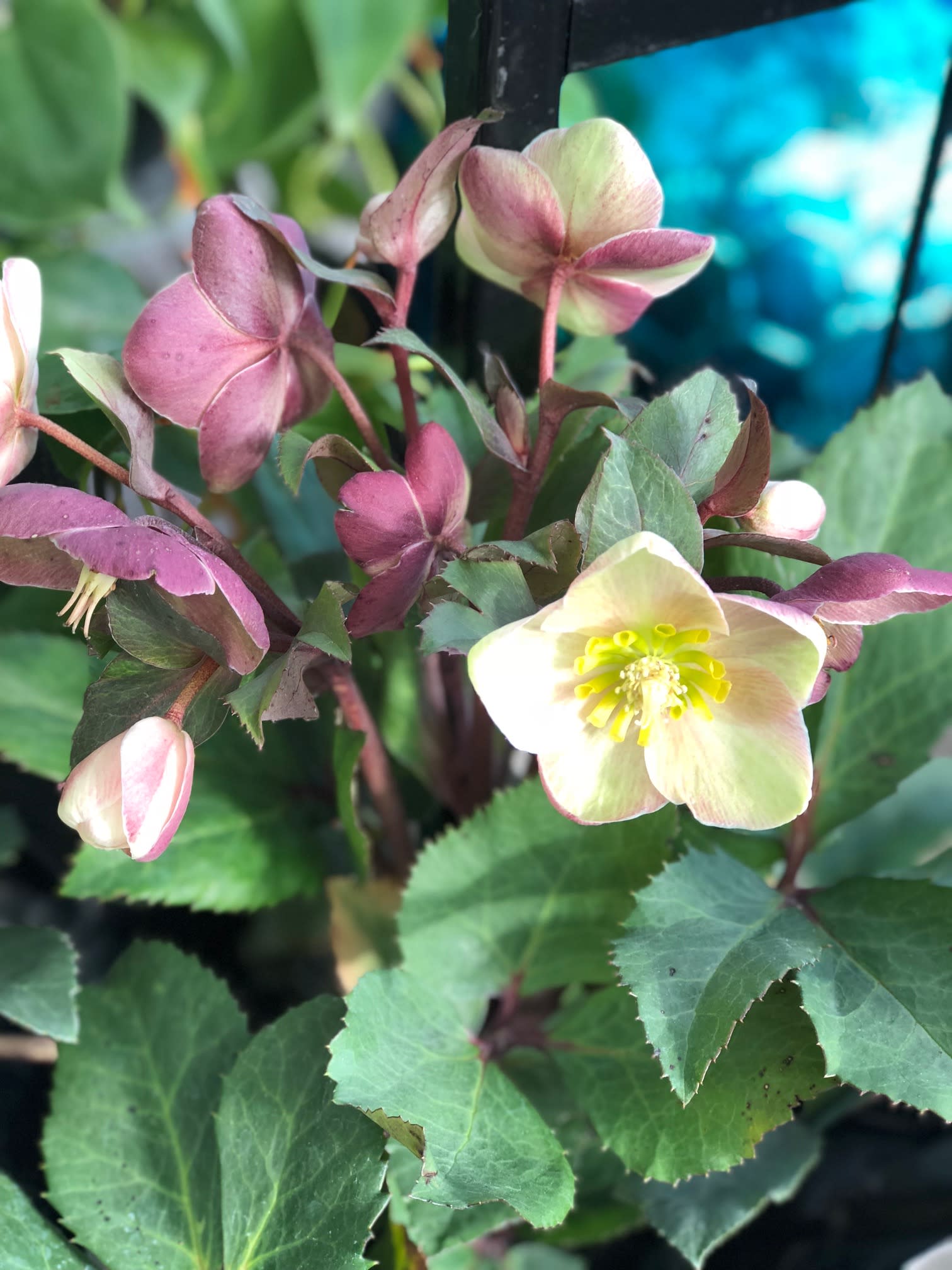 Cluster of pale pink and cream hellebore flowers with dark green leaves