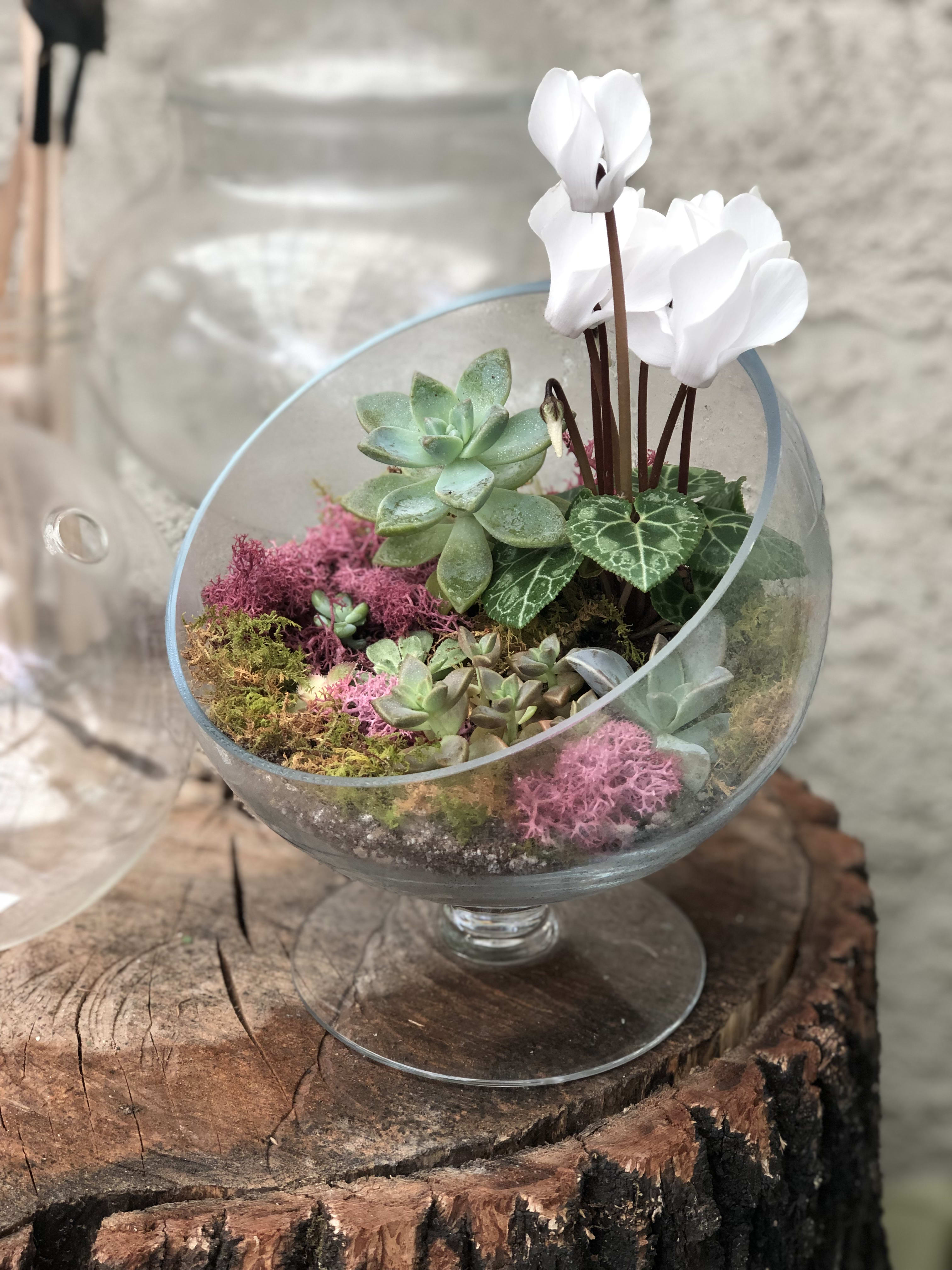 Succulent terrarium in a glass bowl with white cyclamen flowers