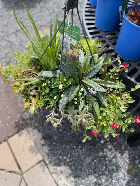 Hanging succulent planter with mixed green plants and small pink flowers