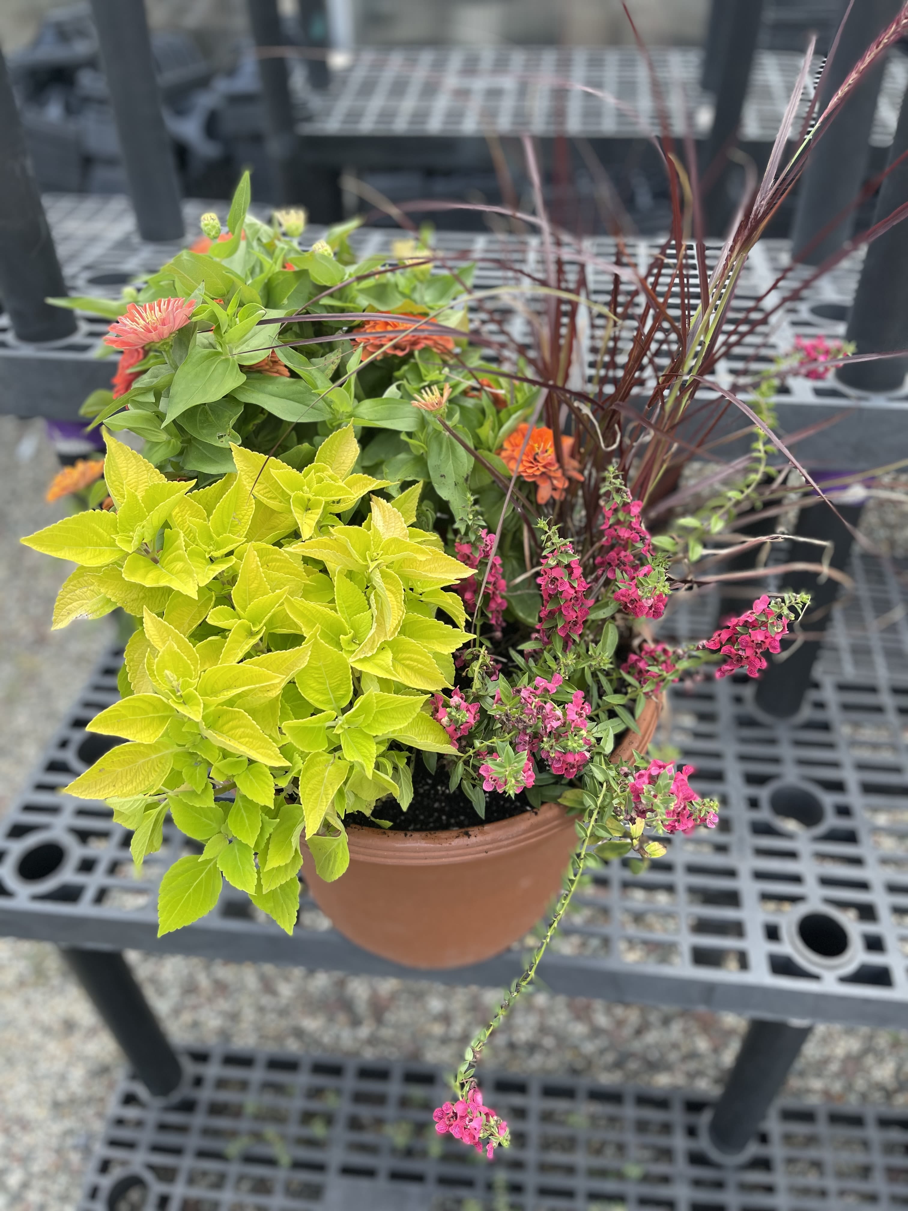 Mixed potted plants with bright yellow foliage, pink flowers, and orange blooms