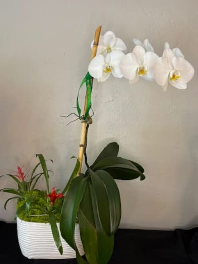 White orchid plant in a white ribbed pot with a small red bromeliad arrangement