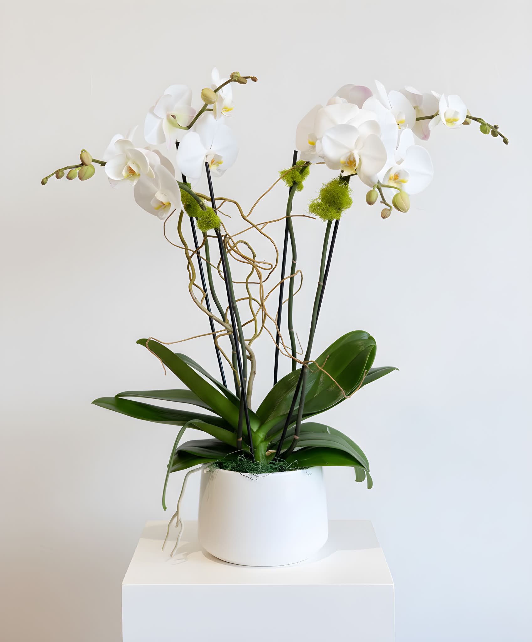 2 Double Stemmed Orchids - This orchid arrangement features 2 large double stemmed phalaenopsis orchid plants in a ceramic container. Accessories include curly willow and moss for the perfect finishing touches.