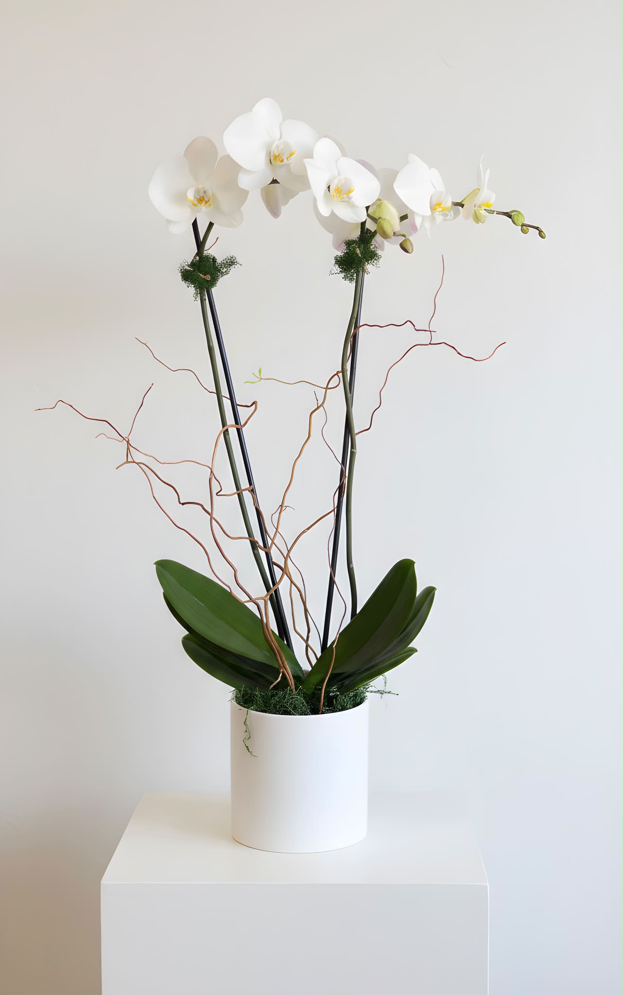 Large Double Stem Orchid - A double stem orchid placed into a cement container accompanied by moss. Please note container may vary.