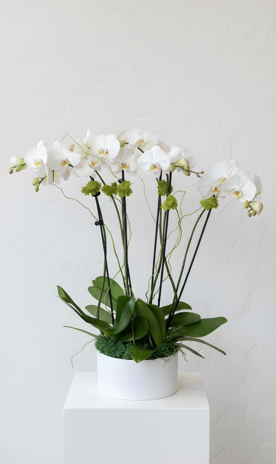 The Perfect Orchid Arrangement - This arrangement consists of 3 double stemmed orchids, arranged in a white circular container and is finished with moss and decorative twigs.