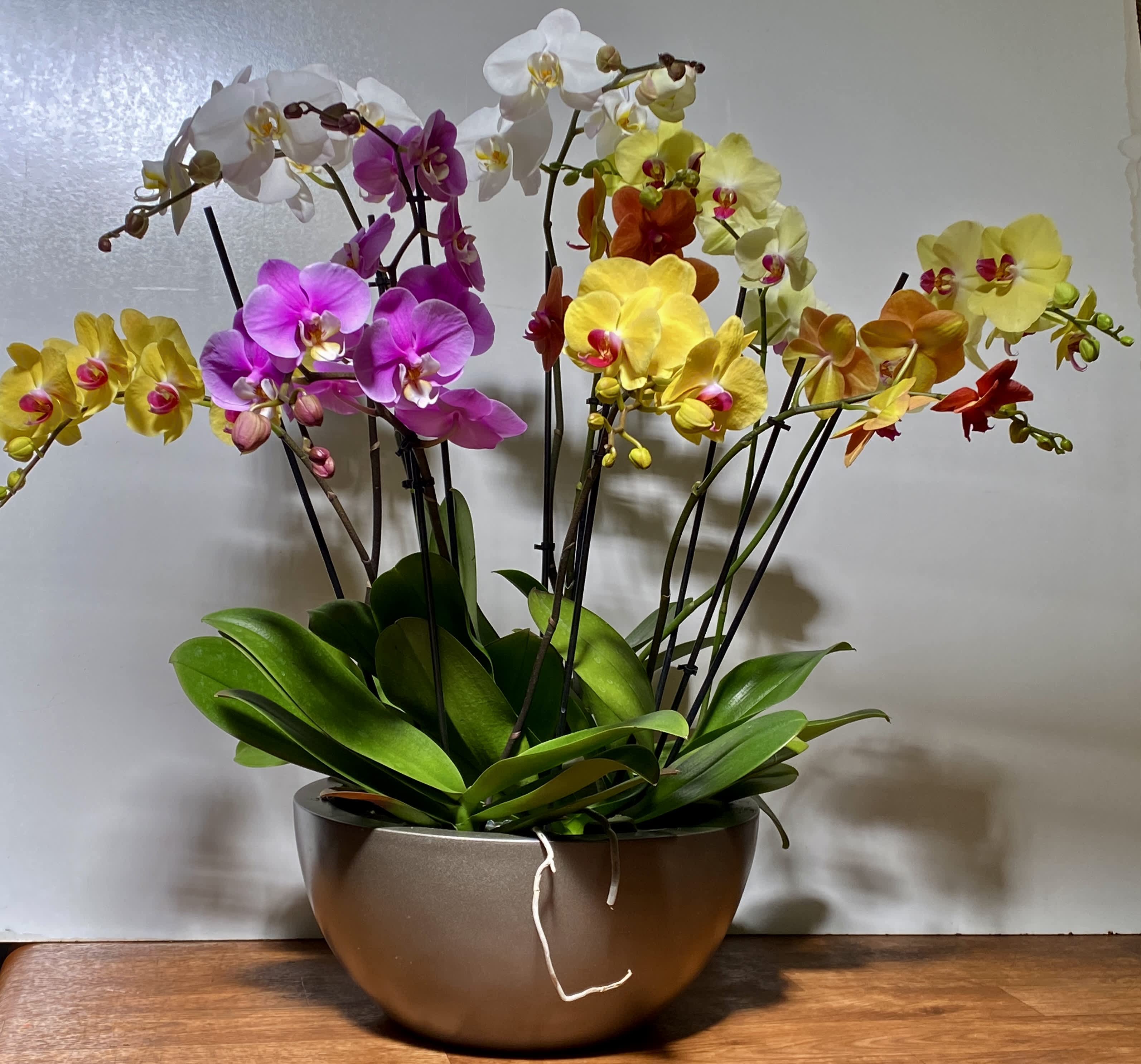 ORCHIDS PLANTS IN A VASE - 5 DOUBLE SPRAY ORCHIDS DIFFERENT COLORS