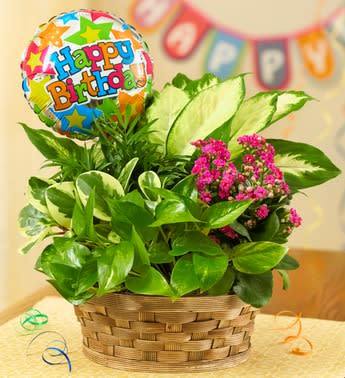 Happy Birthday Blooming Dish Garden - Product ID: 101295 Please note plants may vary due to availability   Bring a bit of exotic beauty to them on their birthday with our tropical kalanchoe. Surrounded by a mix of vibrant greens and tucked into a charming woven basket with a "Happy Birthday" balloon, this dish garden is a truly original gift that will transport them to their favorite island paradise. Dish garden arrives beautiful and blooming, featuring a stylish kalanchoe paired with vibrant greens Round light brown woven basket RANGING FROM 8", 10" AND 12"  Inflated balloon with "Happy Birthday" message sits on pick in basket; measures 9âH Once the blooms expire on your plant, you can plant your perennial outside for lasting beauty; with continued care, your perennial plant will flourish every year