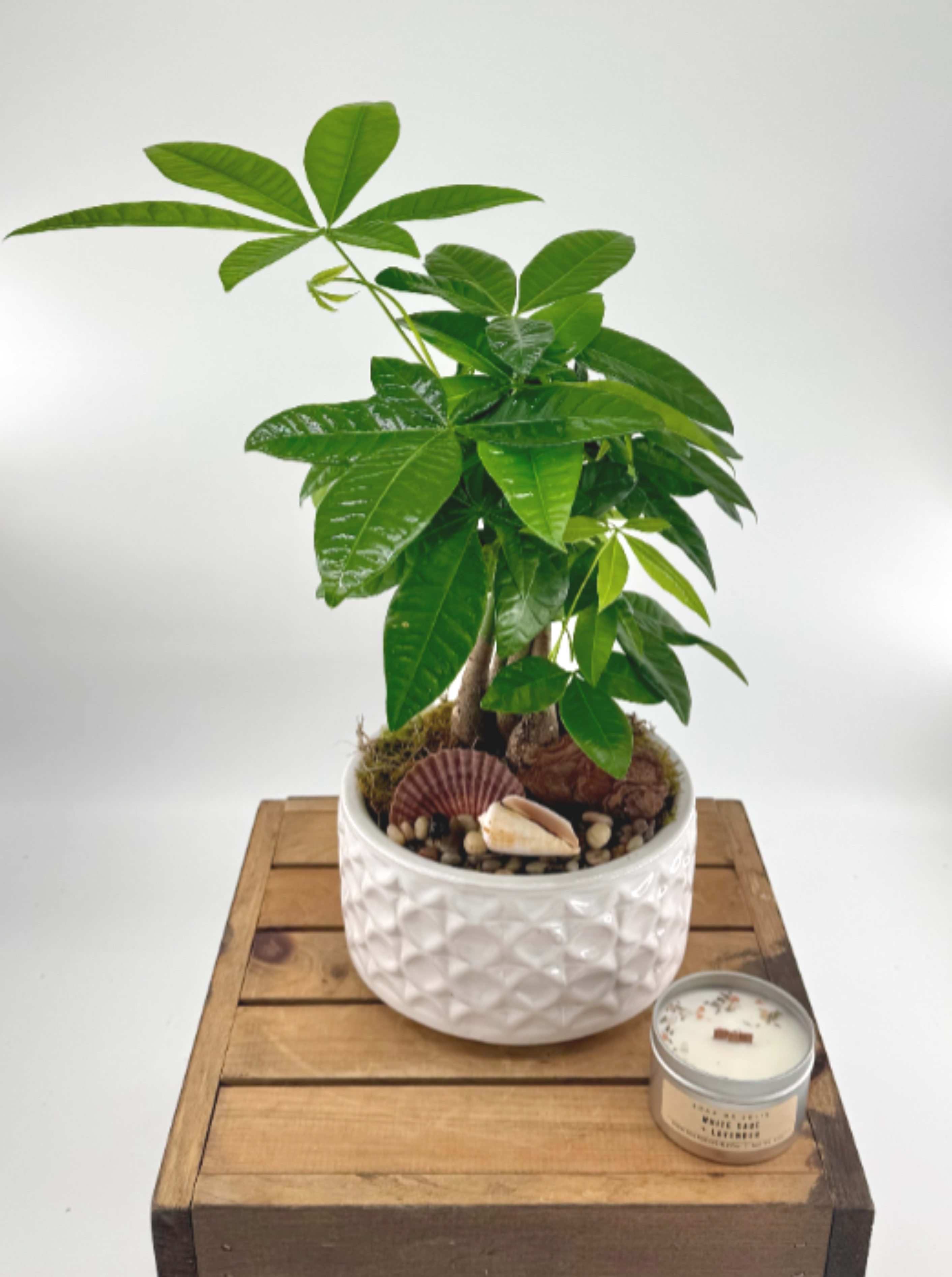 Money Tree  (BB) - Experience good fortune and prosperity with our exquisite Money Tree plant potted in a premium ceramic container. This stunning indoor plant, also known as Pachira Aquatica, is believed to bring luck and fortune in many cultures and revered for its unique braided trunk and luscious green foliage.