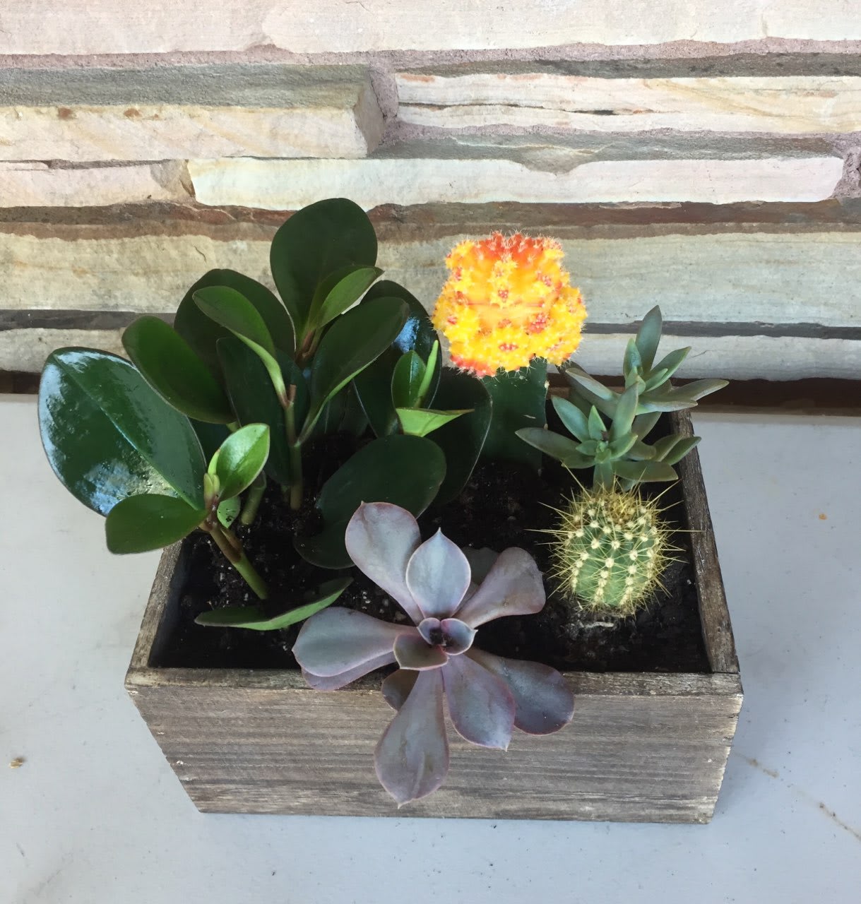 Succulent Box - Assortment of succulents in a medium wooden box 