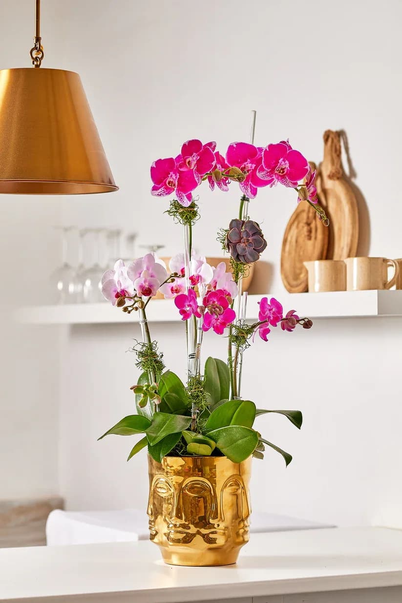 Pink orchids arranged in a gold face-shaped vase