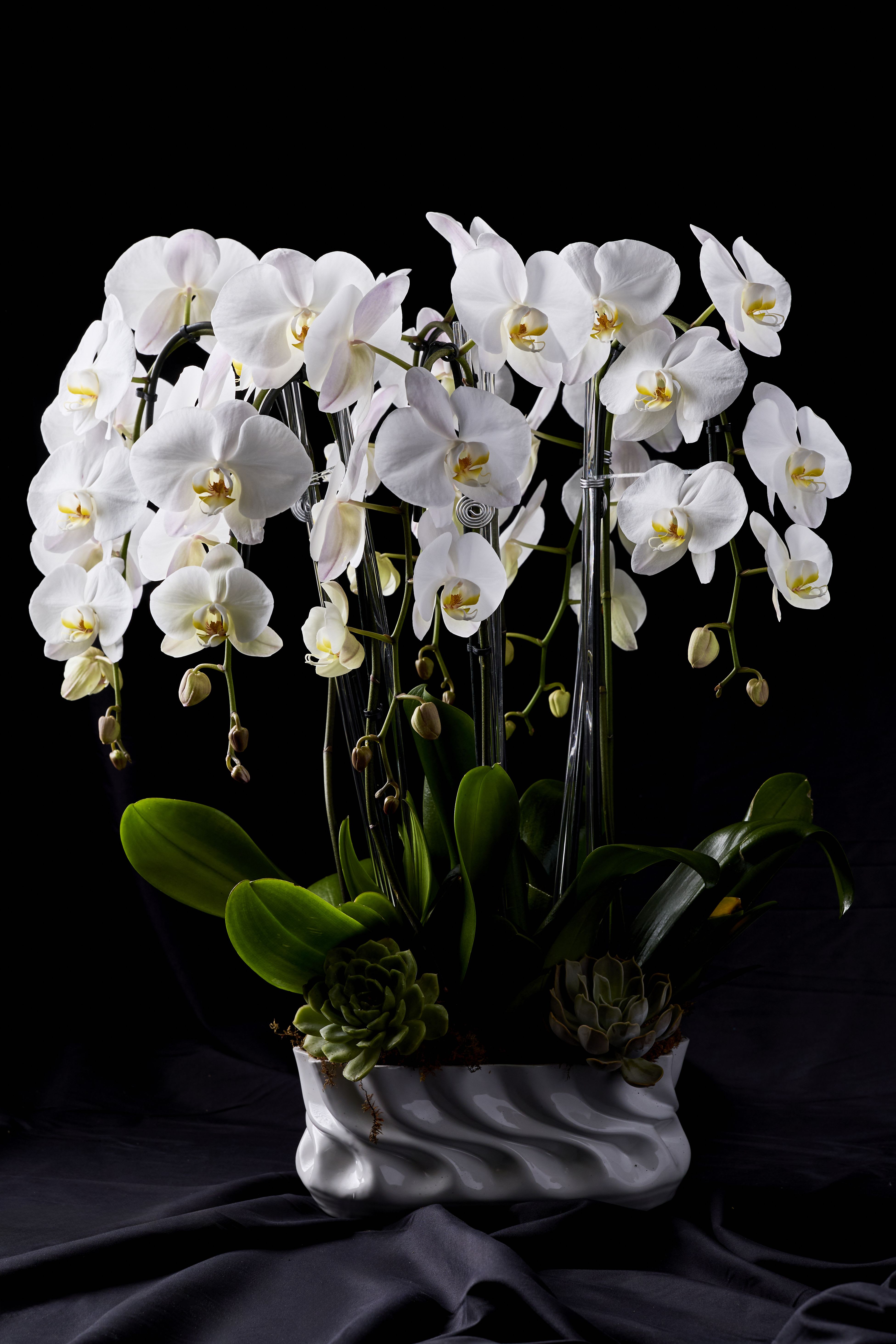 White orchids in a white ceramic planter with succulents