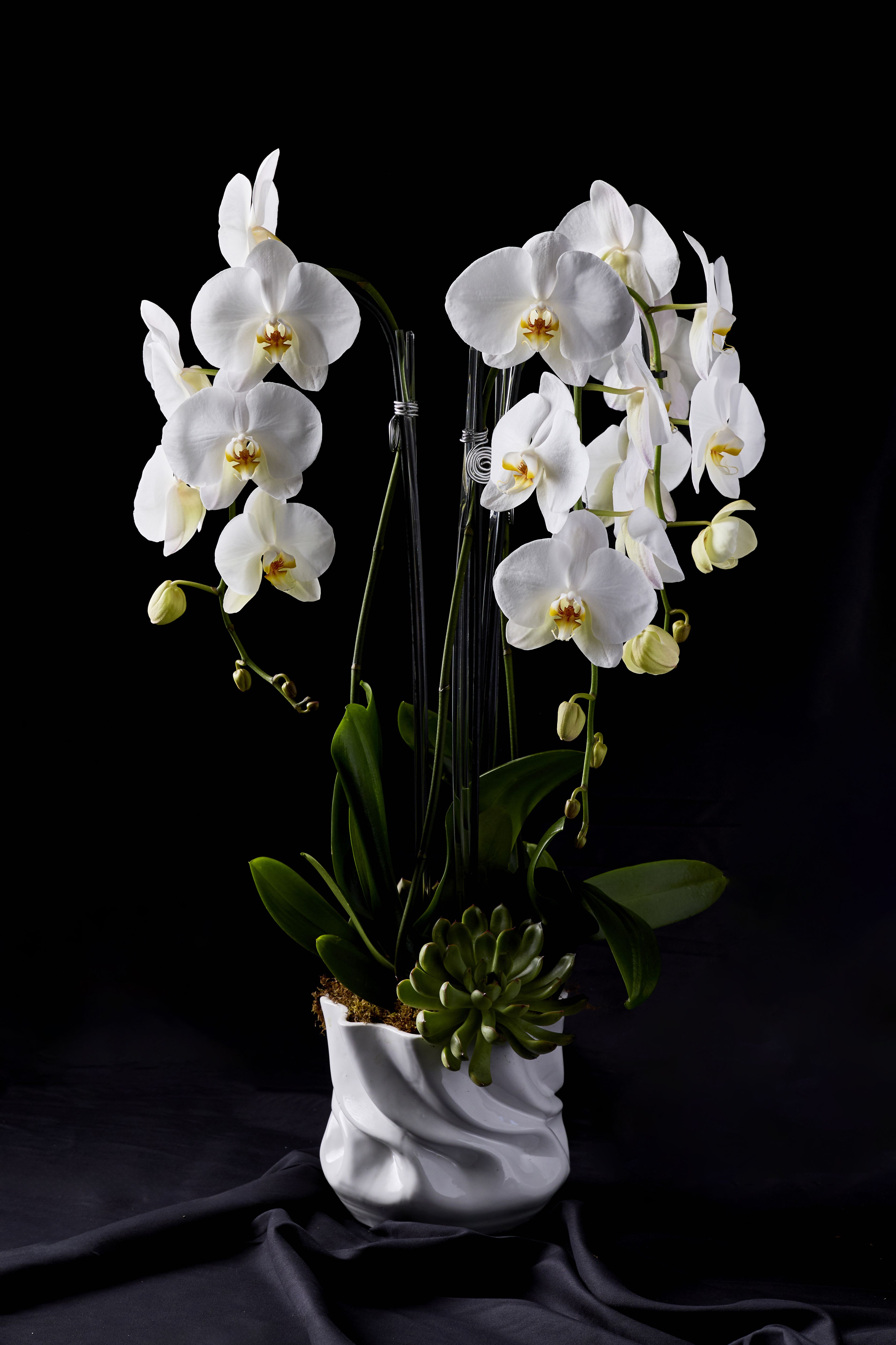 White orchids arranged in a white ceramic pot with a succulent accent.