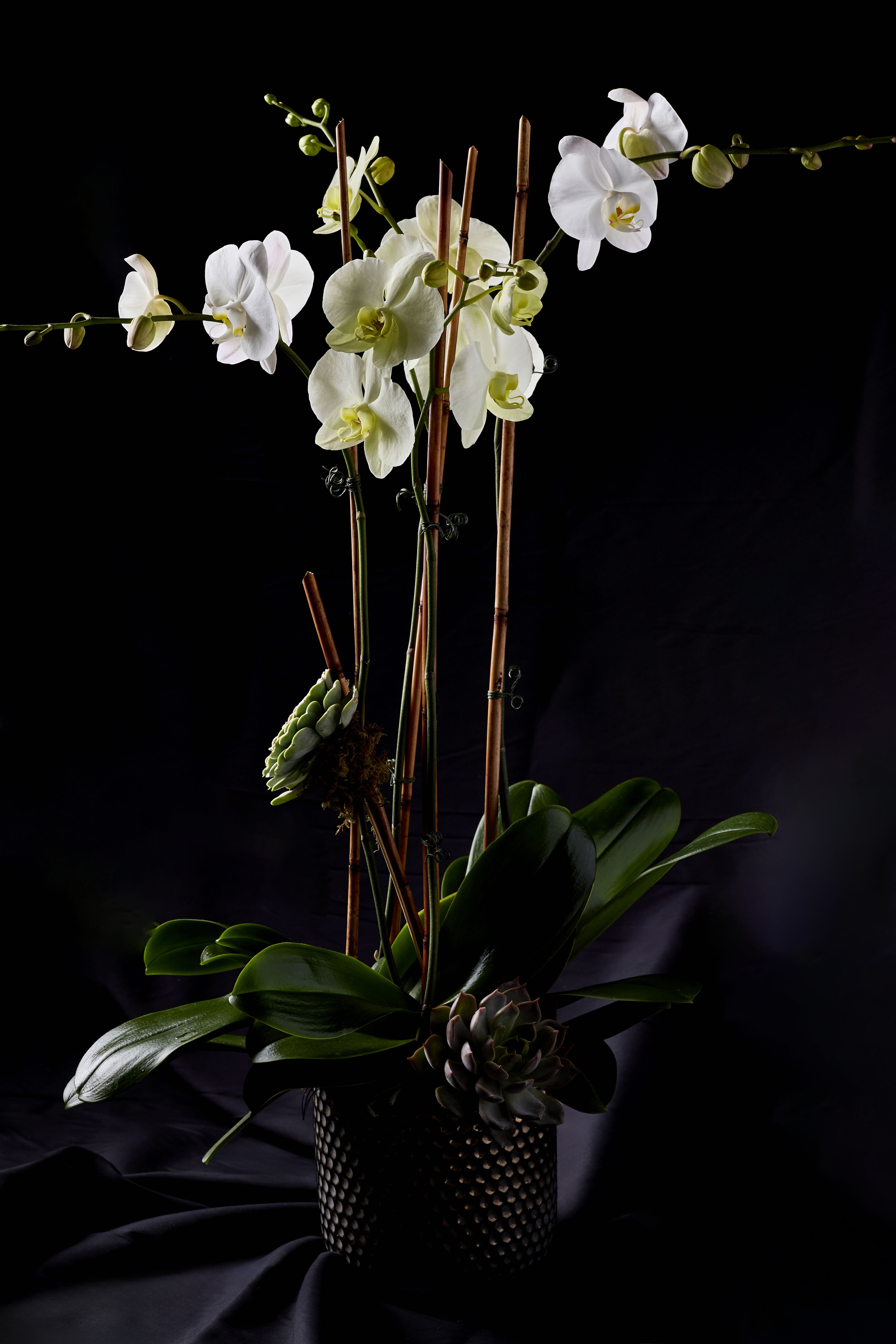 White orchids arranged in a black textured pot with a succulent accent