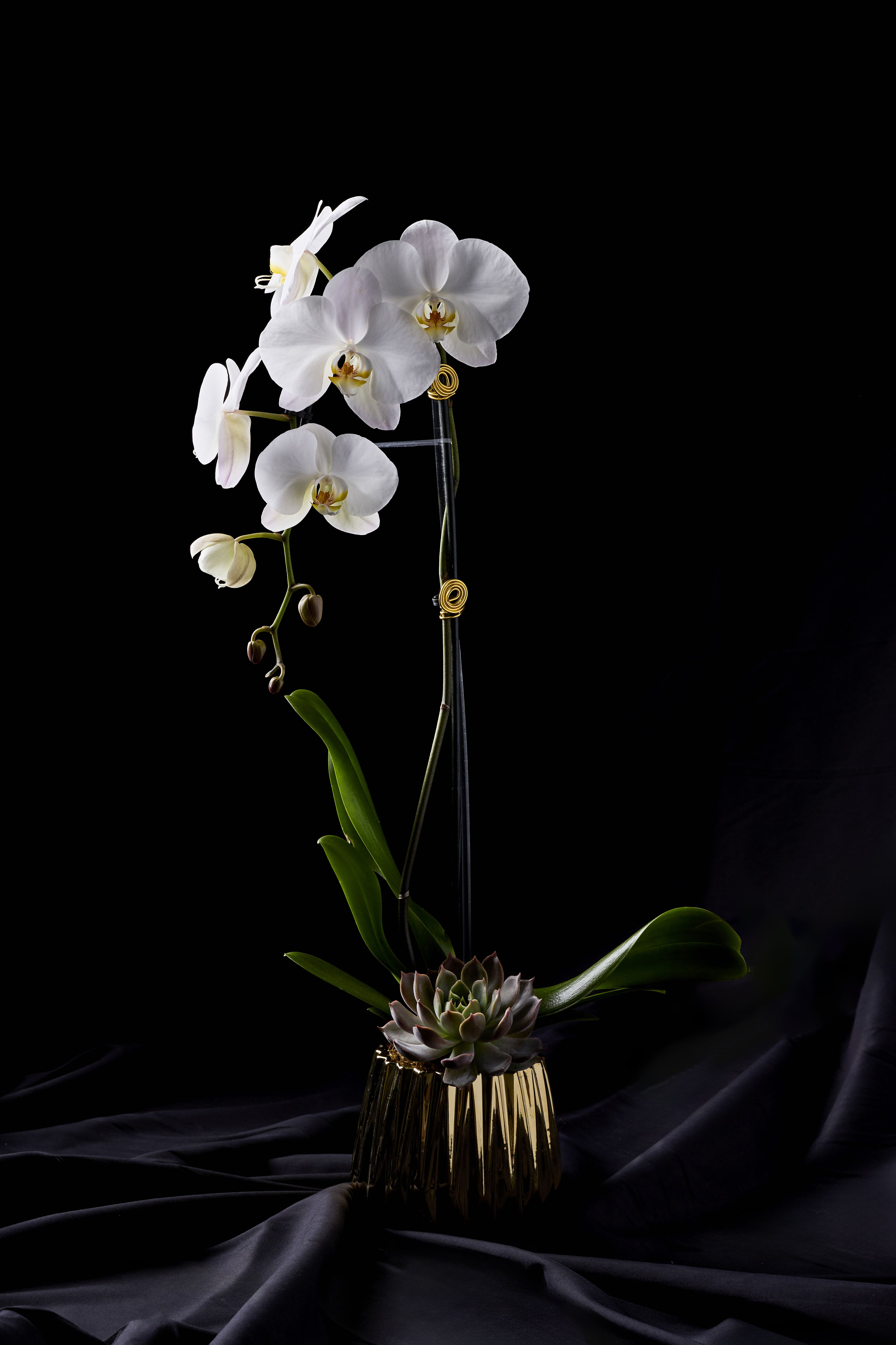 White orchids in a gold vase with a succulent base