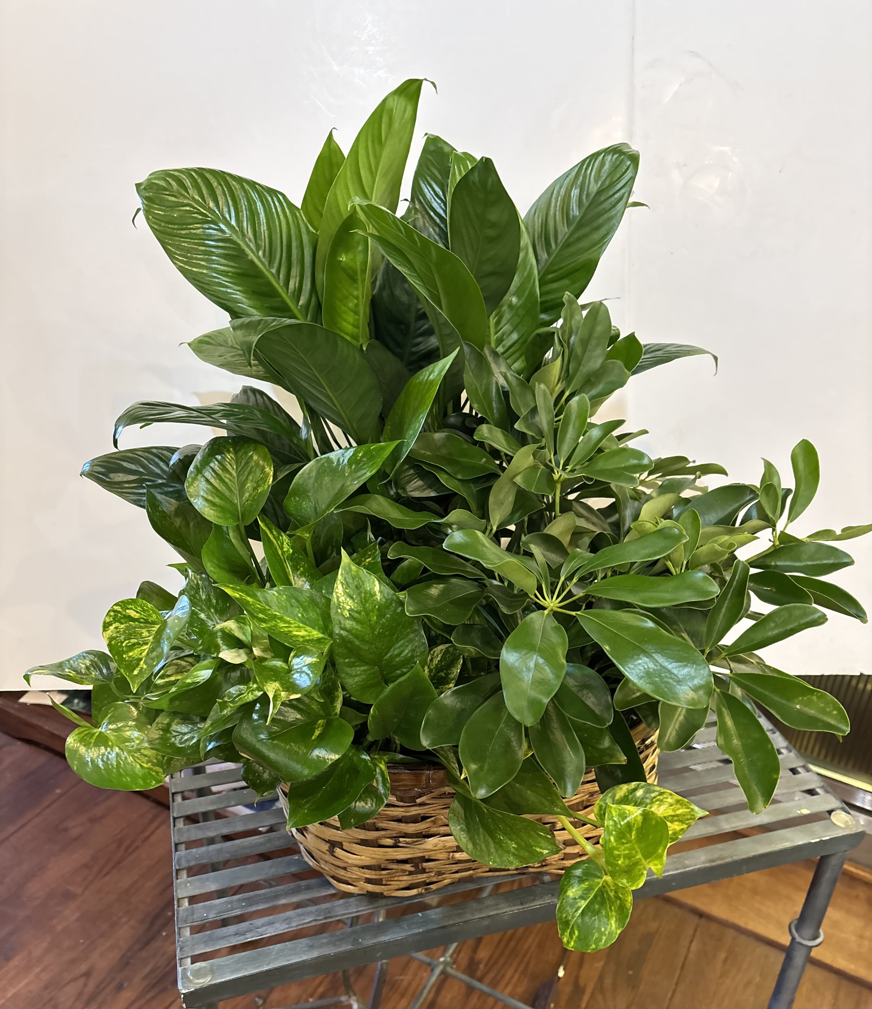 Emerald Garden Planter - The variety of foliage plants may differ as we are limited to certain varieties of plants to make this mixed planter in wicker basket.                                             We can create a combination of green foliage plants in a wicker basket, may not be as shown but with a similar handled basket and the assortment of mixed green plants may also vary during the limitations of our plant suppliers.    Approximately 17 1/2" W   