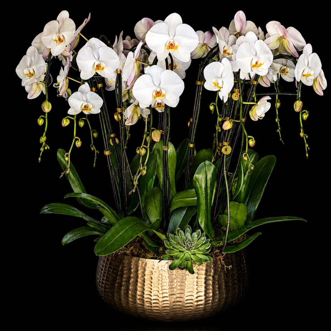 White orchids in a gold textured planter with a small succulent