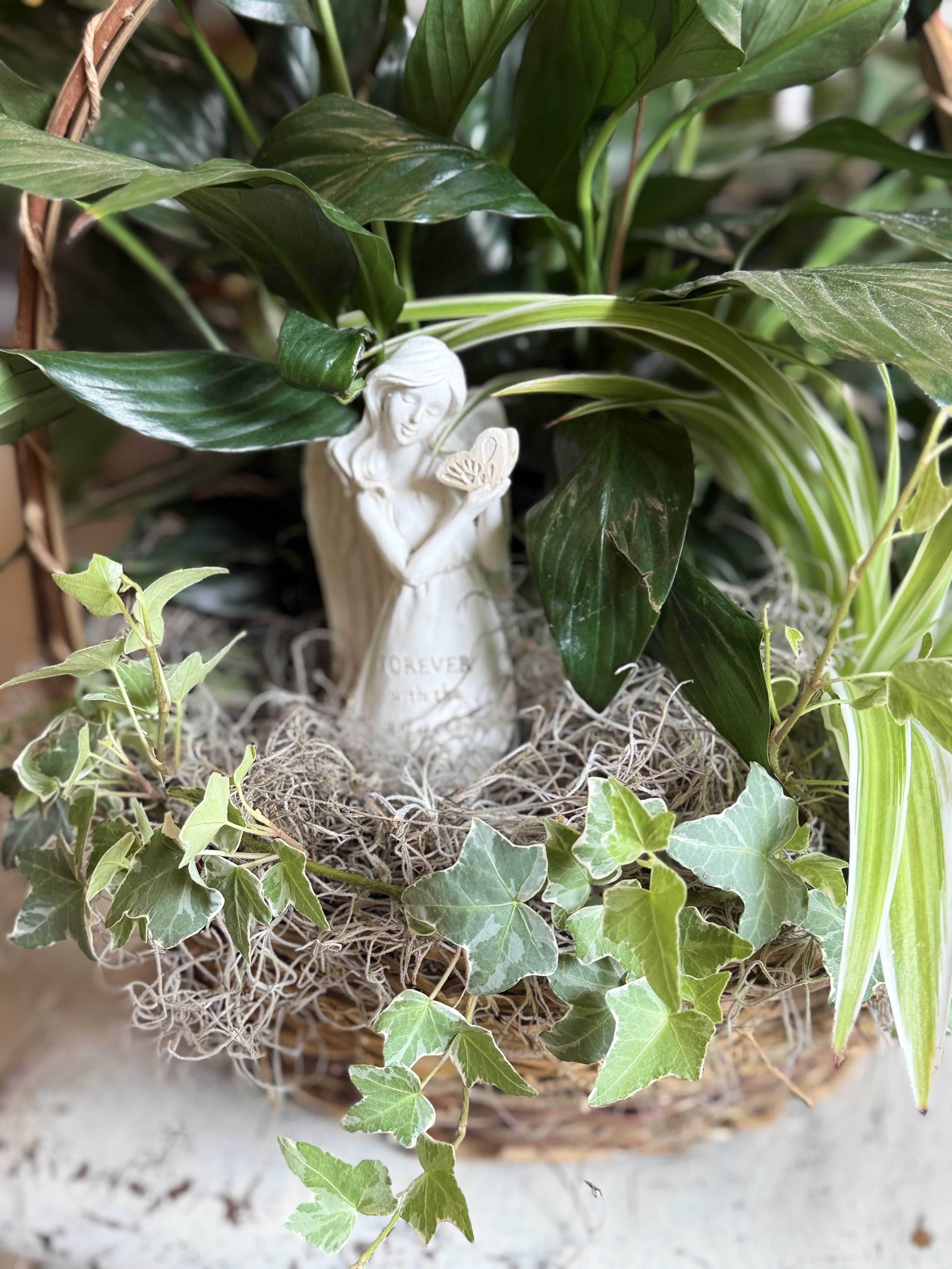 Angel of Remembrance - A serene potted plant arrangement centered on glossy green foliage and soft white accents-perfect as a sympathy gift, an expression of remembrance, or a quiet thinking-of-you present. The Angel of Remembrance is arranged in a woven wicker basket with a small white angel figurine tucked into the center, giving the recipient a gentle, contemplative focal point that says you're holding them in your thoughts.  This piece combines broad glossy leaves, variegated ivy, and upright white spathes from peace lilies (with trailing spider plant and textured dried moss) to create layered contrast and natural movement. The composition is dense and garden-like rather than floral, sized to sit on a console table or windowsill and soften a room with living greenery and understated white blooms.  Made to comfort and last, this decorative plant gift brings a calm, homey presence to memorials, hospital visits, or quiet at-home displays-she'll feel remembered and cared for. The arrangement comes in its woven basket with the angel accent and requires typical indoor plant care: bright, indirect light and regular watering to keep the foliage glossy and the peace lilies blooming.