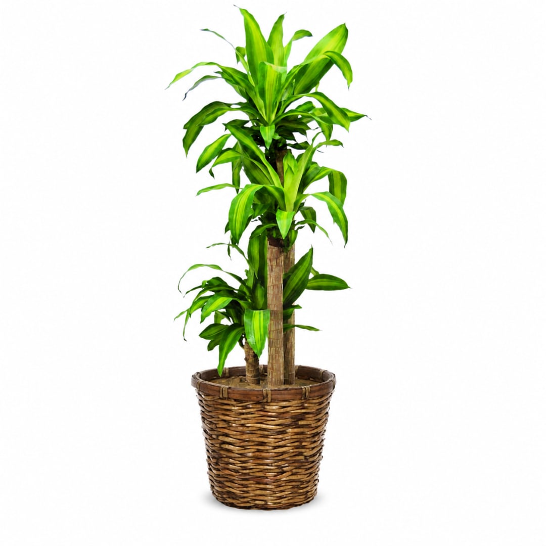 Potted green dracaena plant in a woven basket