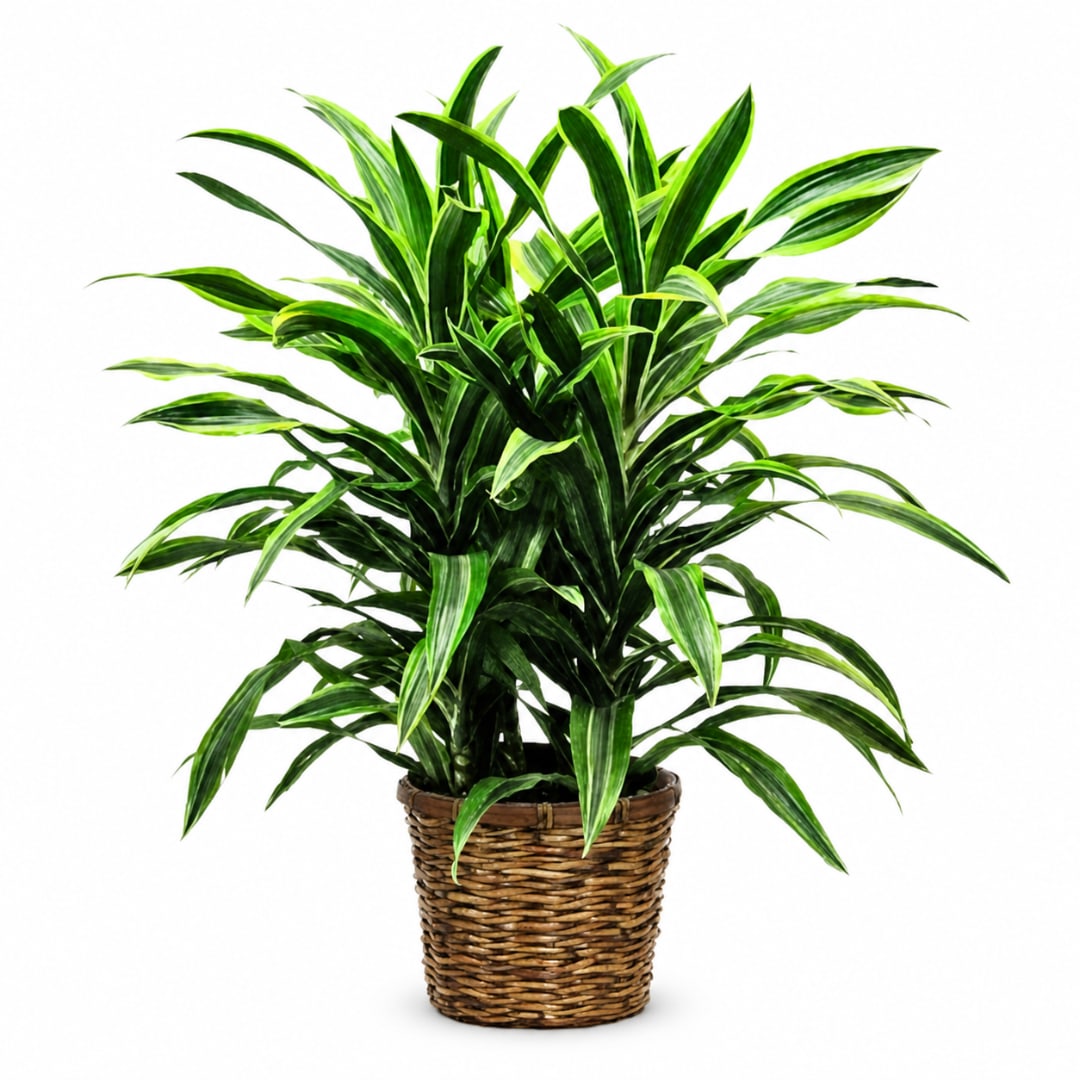 Potted green houseplant in a woven basket planter