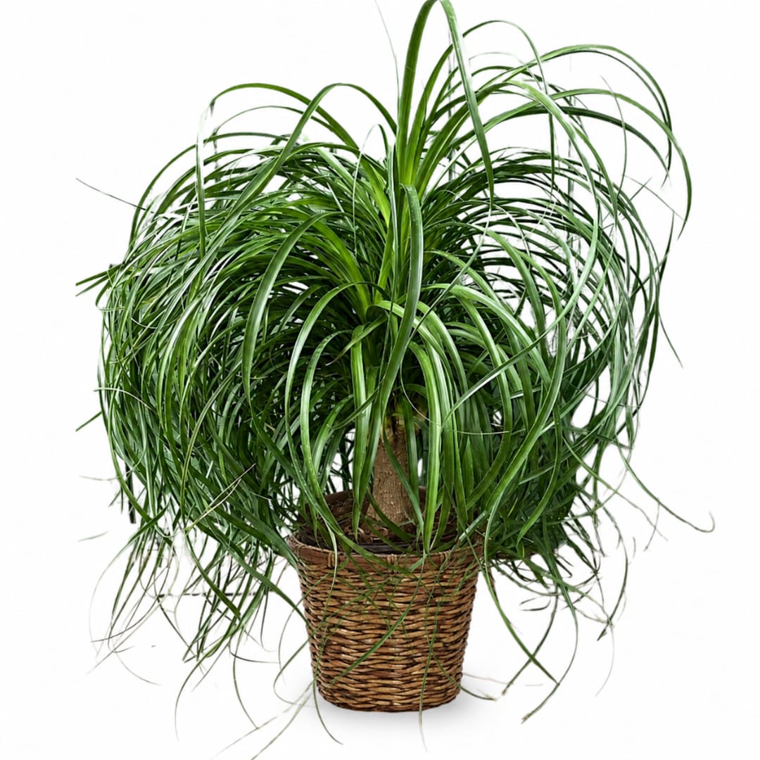 Potted ponytail palm in a woven basket planter