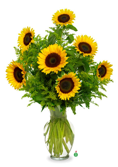 Snazzy Sunflowers - Bring a burst of sunshine into any space with our Snazzy Sunflowers arrangement. Featuring 7 vibrant yellow sunflowers, expertly arranged with accents of solidago and lush greenery, this arrangement is the perfect way to brighten up any room.  Each stem is carefully chosen for its beauty and quality, then artfully arranged in a vase to create a stunning display that is sure to impress.  Choose the deluxe version for an even bigger impact with 9 sunflowers, or go all out with our premium option, which includes a dozen sunflowers. No matter which option you choose, Snazzy Sunflowers is the perfect gift to express your love, gratitude, or well wishes.  At Paul Davis Flower Shop, we take great pride in our attention to detail and commitment to quality. We offer same-day delivery to Muncie, IN, and the surrounding areas, including Ball State University's campus and IU Health Ball Memorial Hospital.   Order the Snazzy Sunflowers arrangement today and share the joy and beauty of fresh, expertly crafted flowers.
