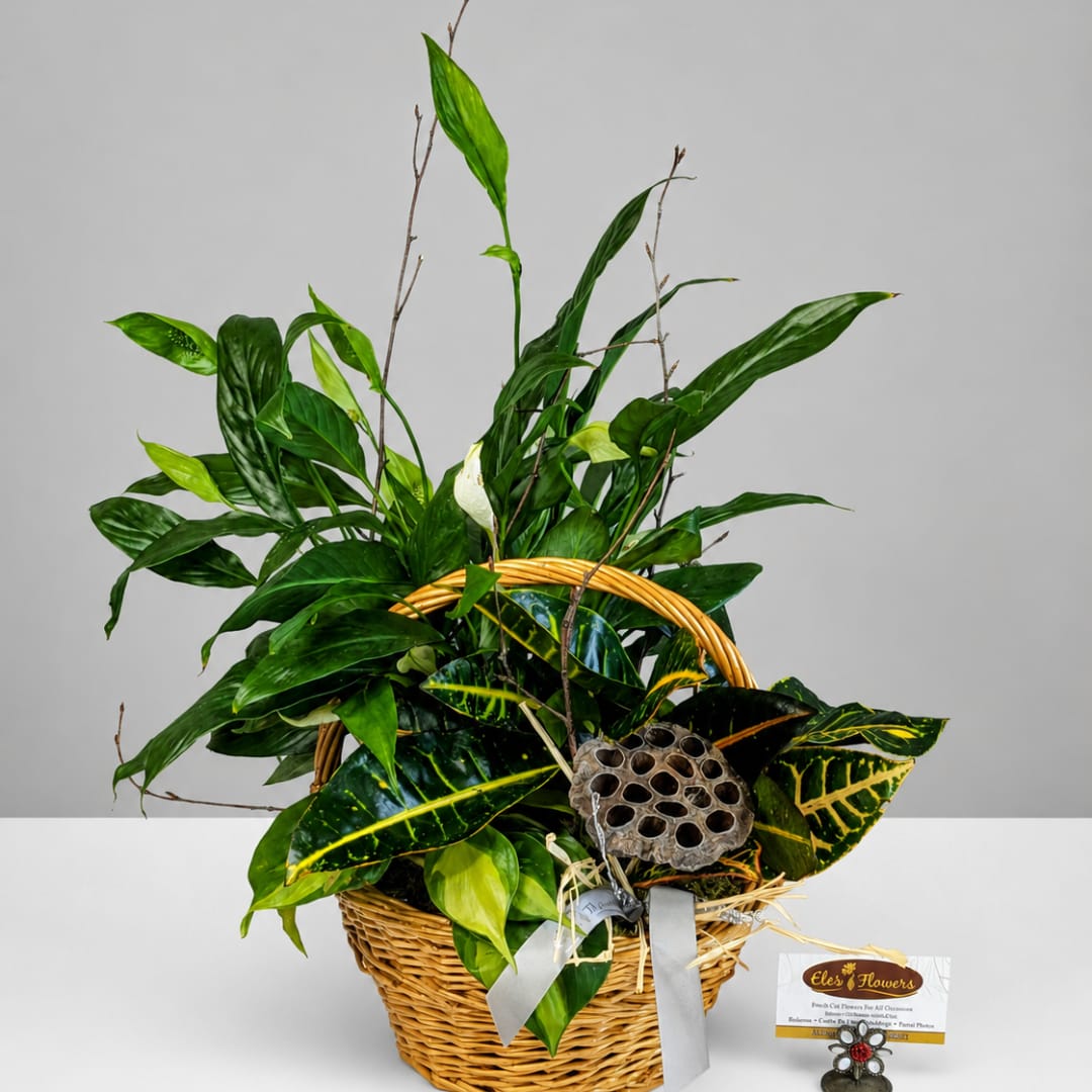 Basket arrangement of green tropical foliage with a white calla lily