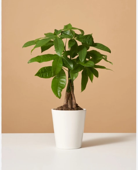 Money Tree ™ - Send good fortune with the Money Tree by BloomNation™. A hardy plant that can live in low light will make even the most amateur gardeners feel good. APPROXIMATE DIMENSIONS: 6'' W x 19" H  
