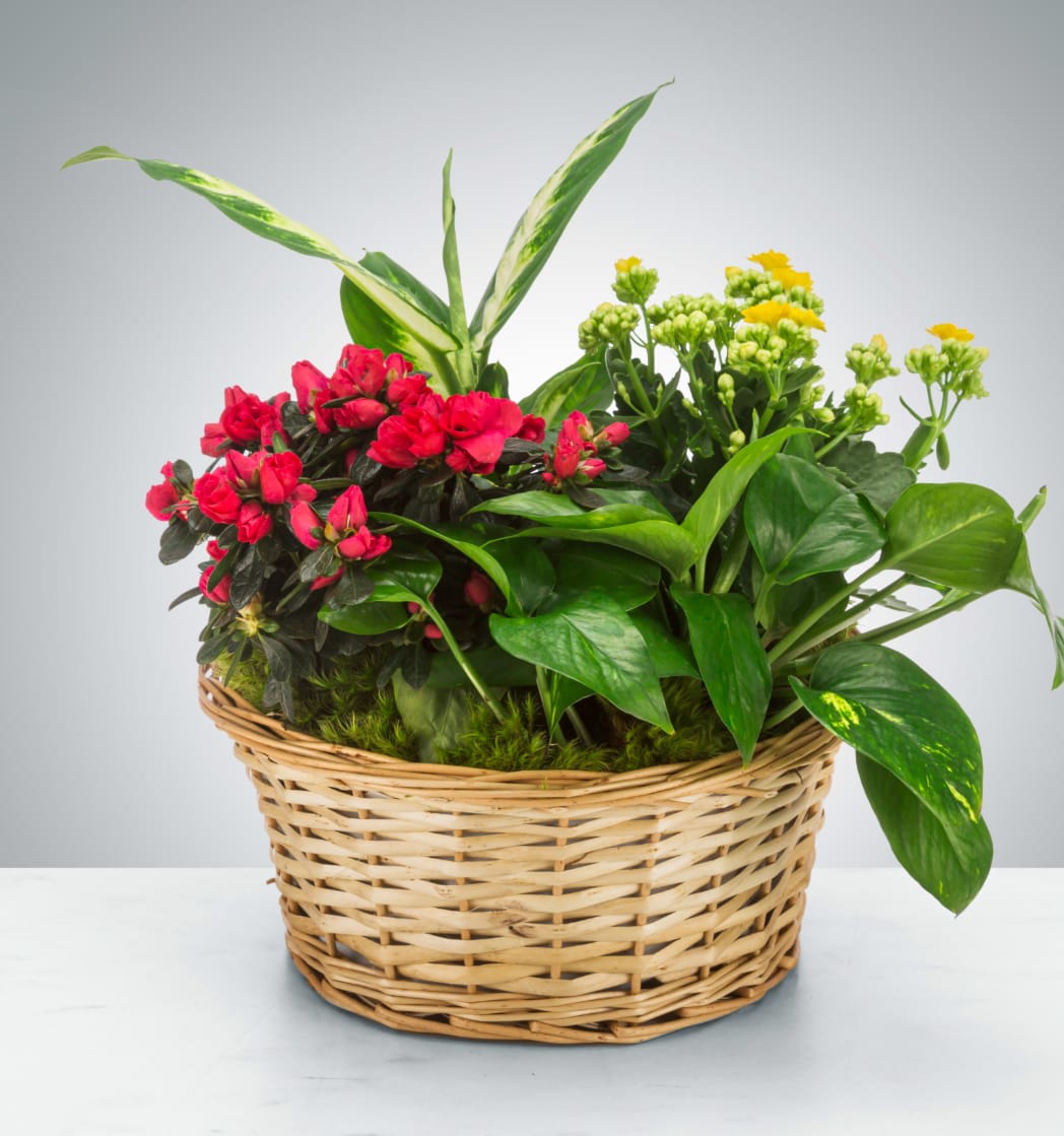 Mixed Plant Basket  - Send a little garden to somebody. A mix of flowering plants and greenery make an excellent gift for father's day or as a way to say thank you.