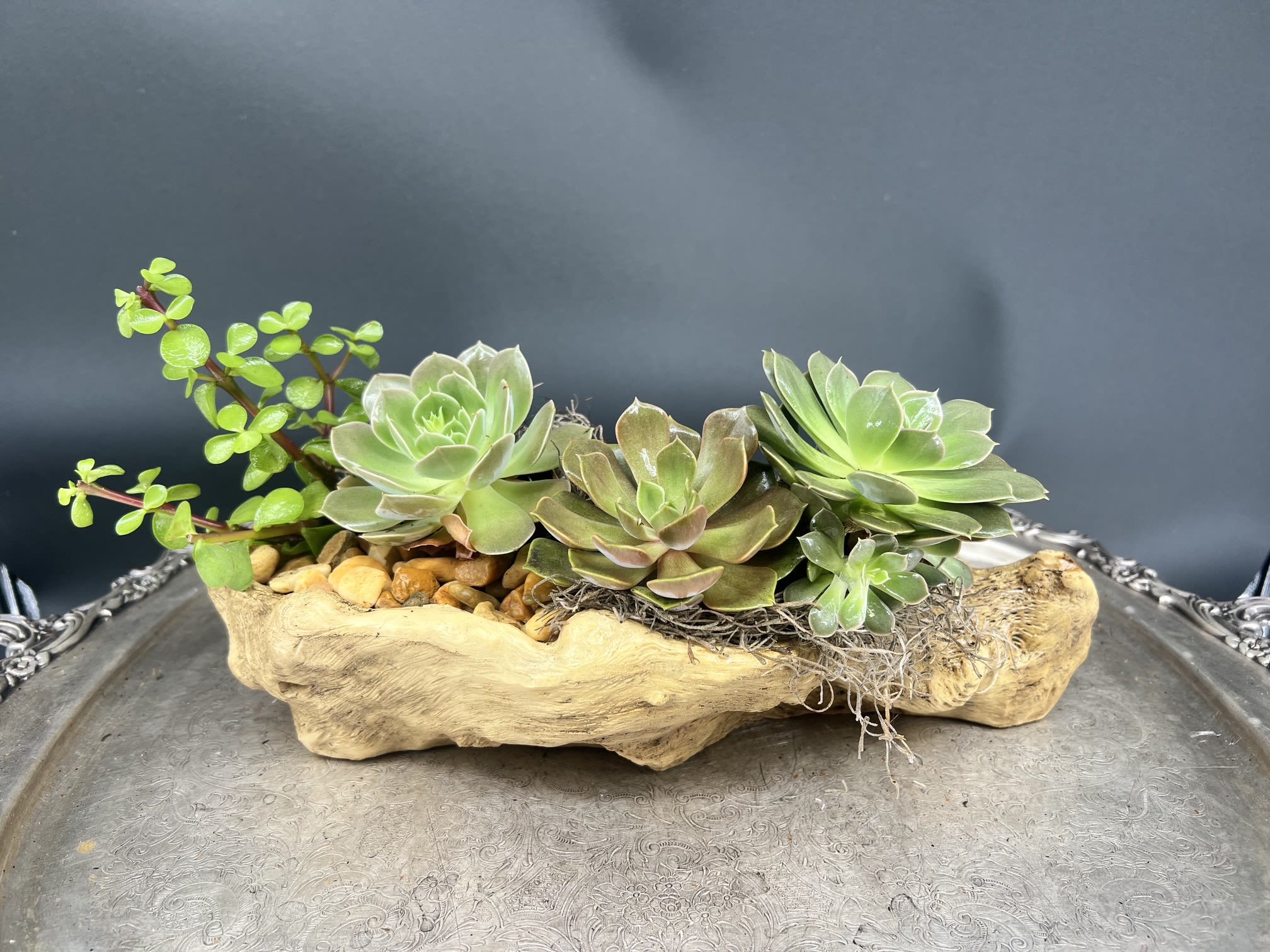 The Driftwood Zen Garden - A charming live succulent garden nestled in a natural wooden driftwood aesthetic, featuring assorted textures and hues, creating a rustic, long-lasting centerpiece for home or office décor.  Perfectly sized to adorn a desktop or side table.  Approx. measures 14L x 8H x 7D.