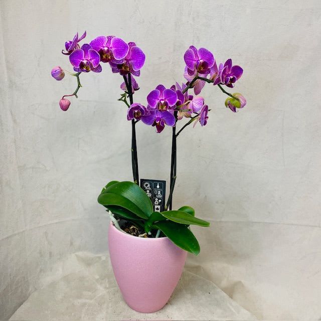 2 Stem Orchid Plant  - 2 Stem Orchid Plant in a 5'' ceramic container. Color and container may vary.