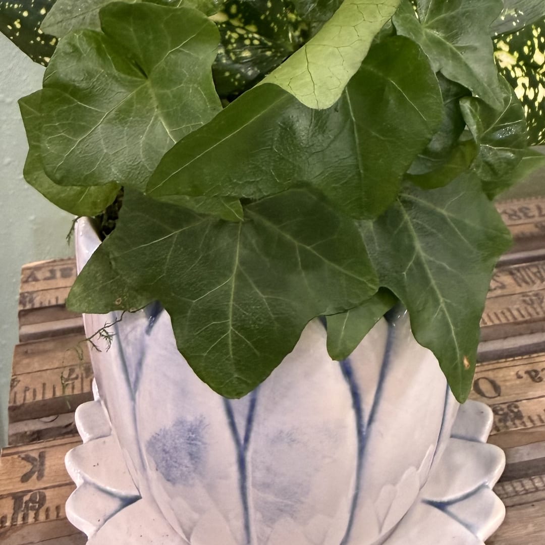 Potted ivy plant in a white ceramic planter