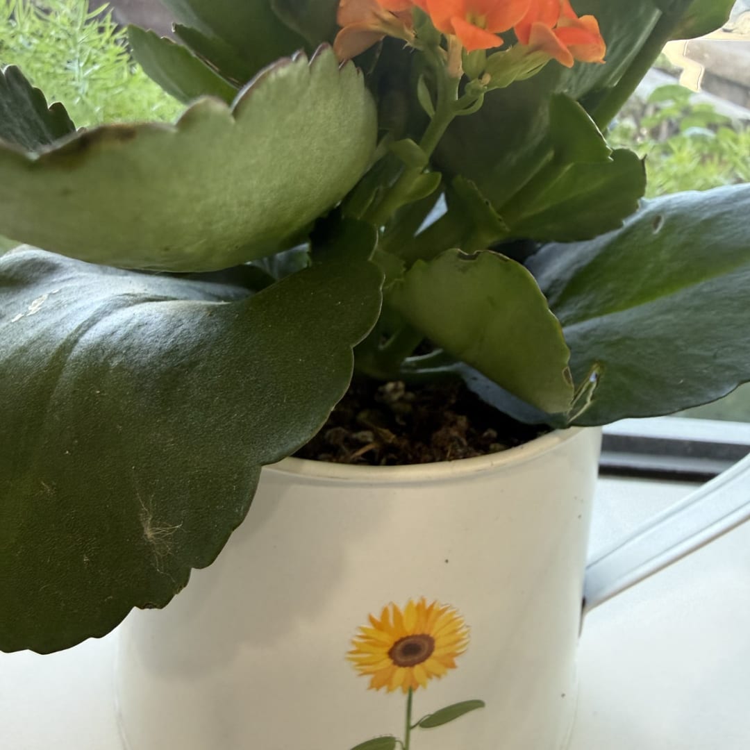 Potted succulent with orange flowers in a white ceramic pot