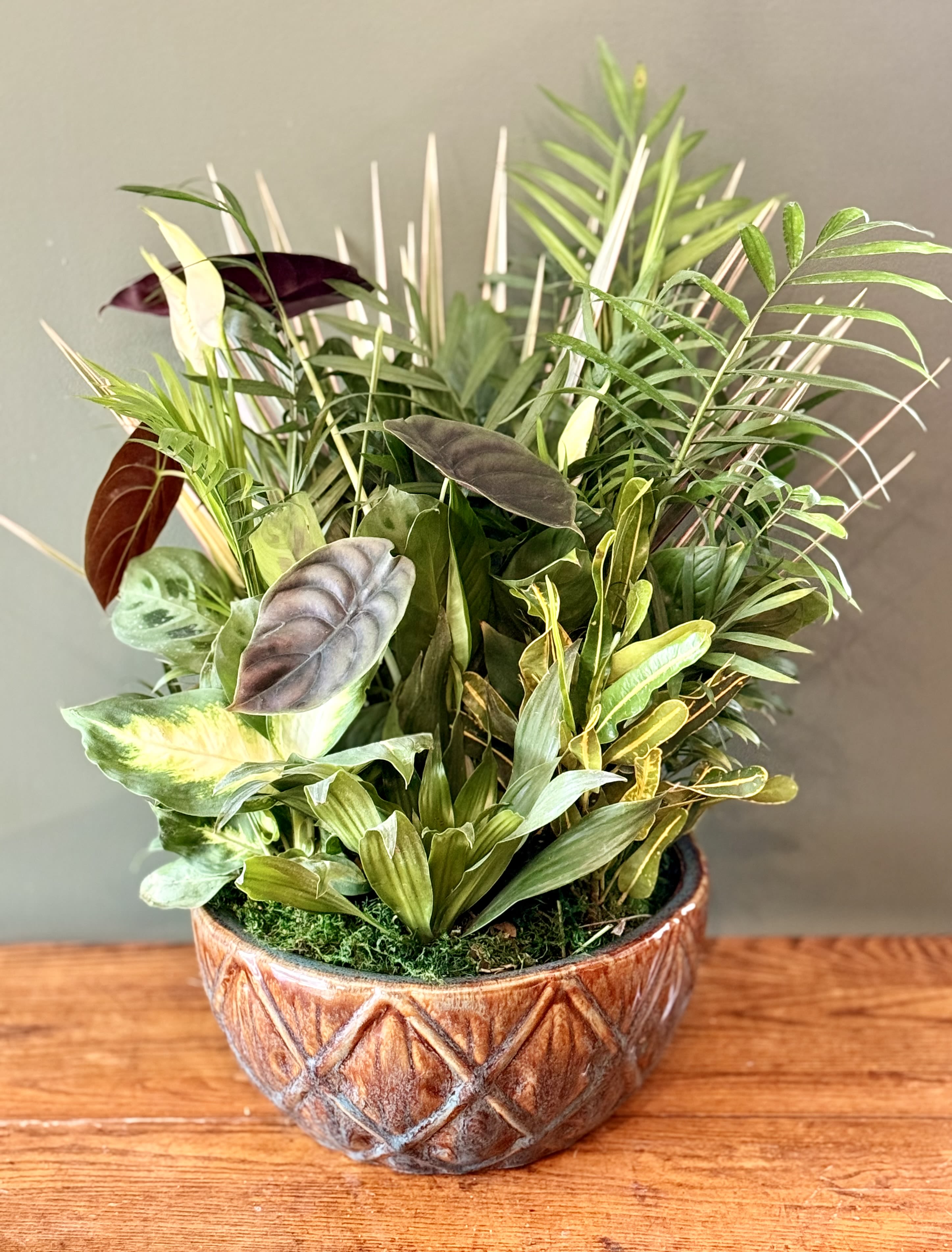 Tropical potted plant arrangement in a patterned ceramic bowl