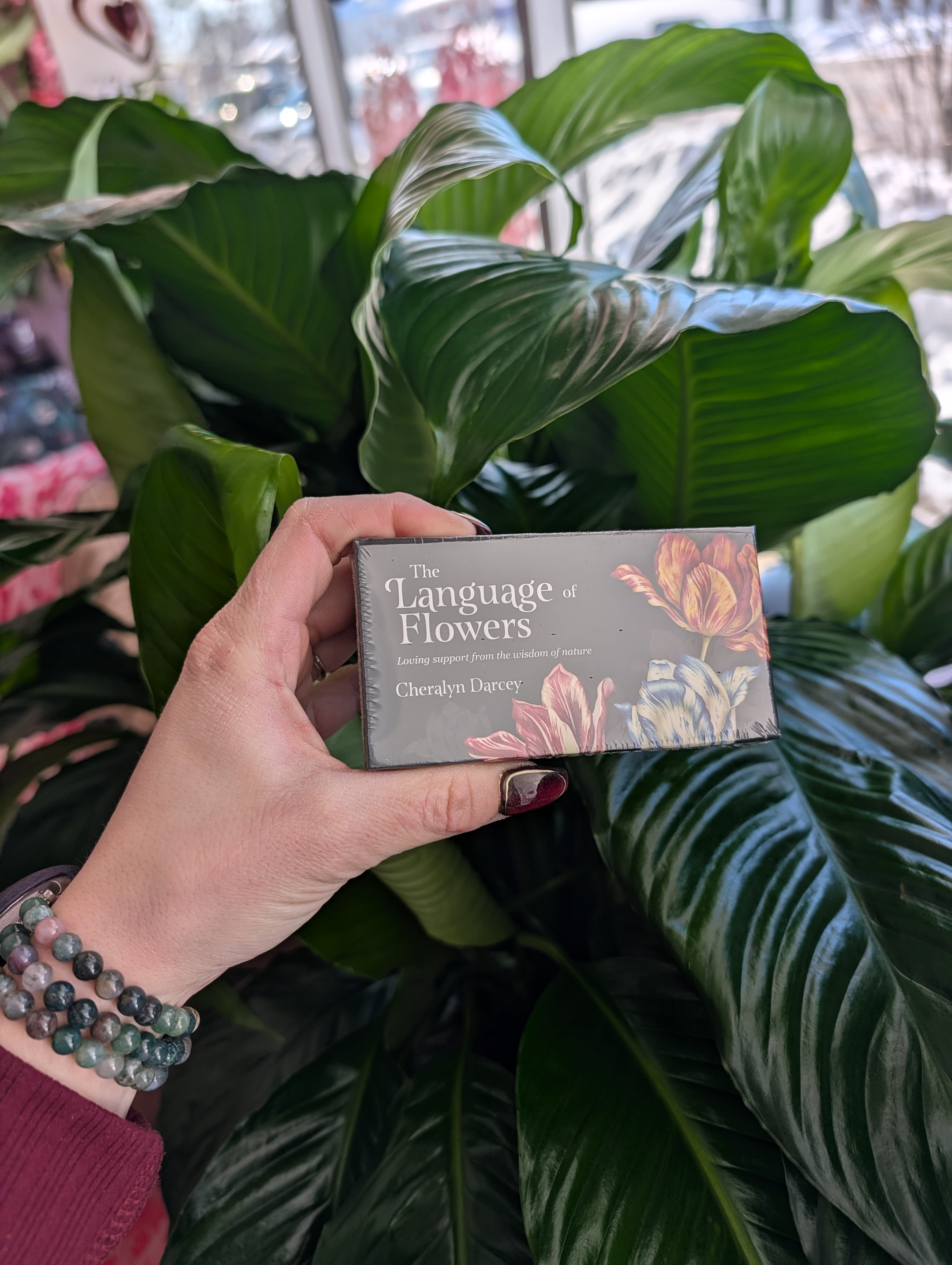 Hand holding a boxed book in front of large green plant leaves.