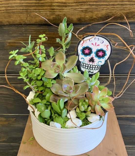 The Scottsdale Succulent Bowl  - Beautiful assorted succulents in a 8" wide white ceramic container. Succulents can vary depending on availability.   