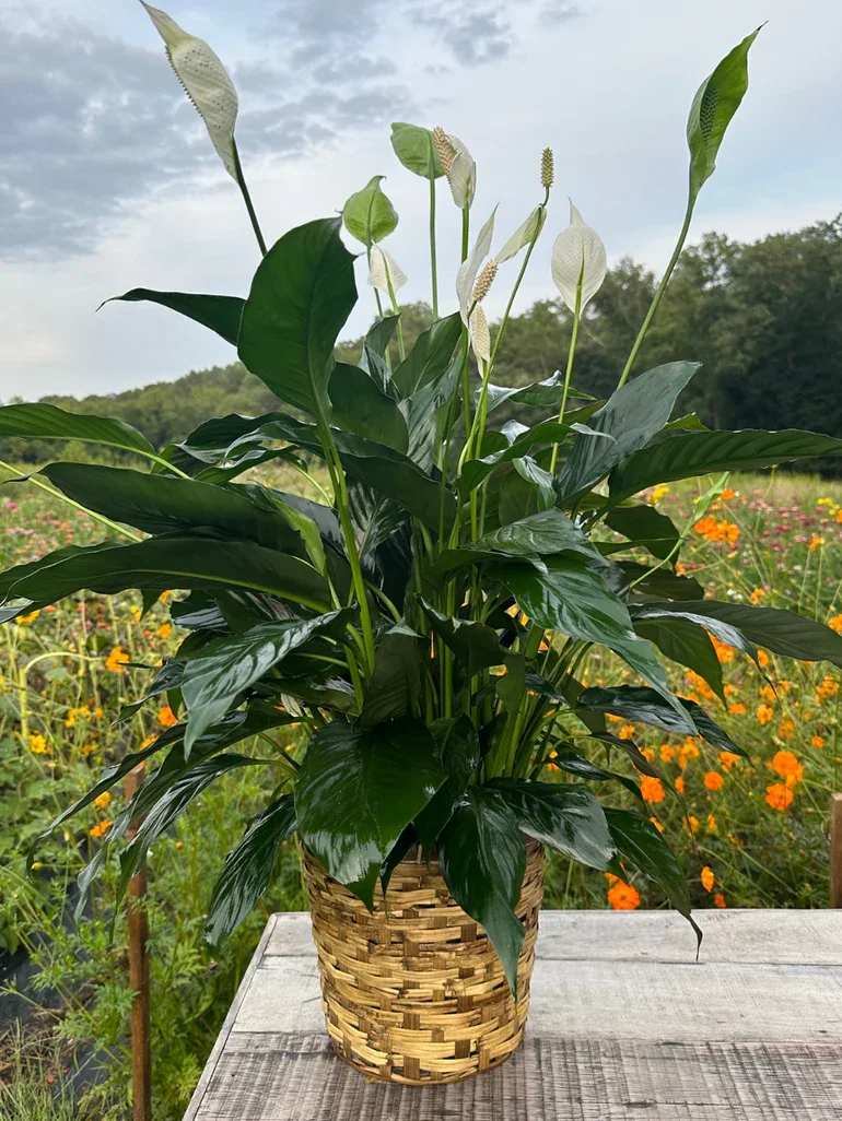 Tall peace lily plant with white blooms in a woven basket pot on a wooden table outdoors.