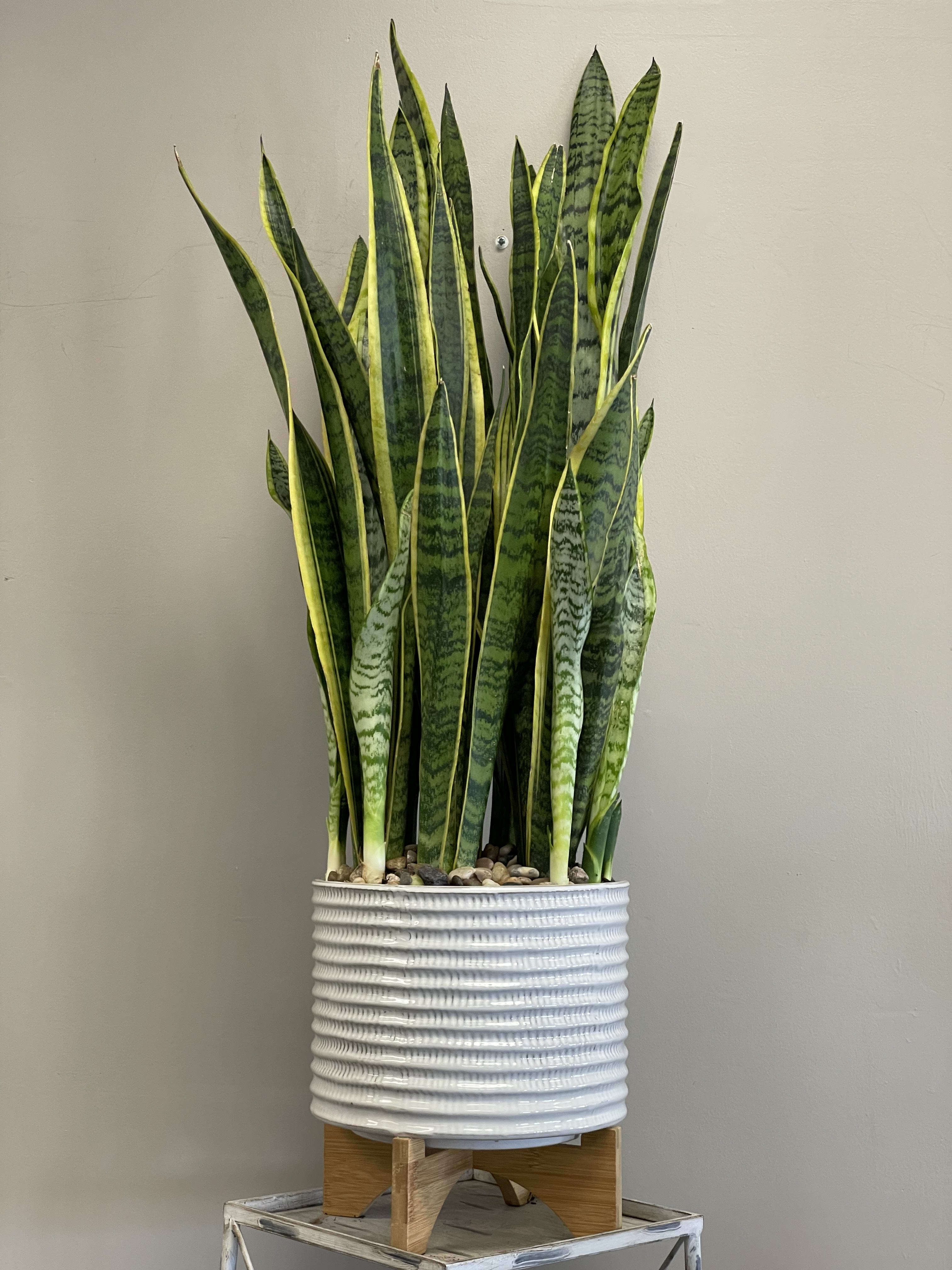 Tall snake plant in a white ribbed pot