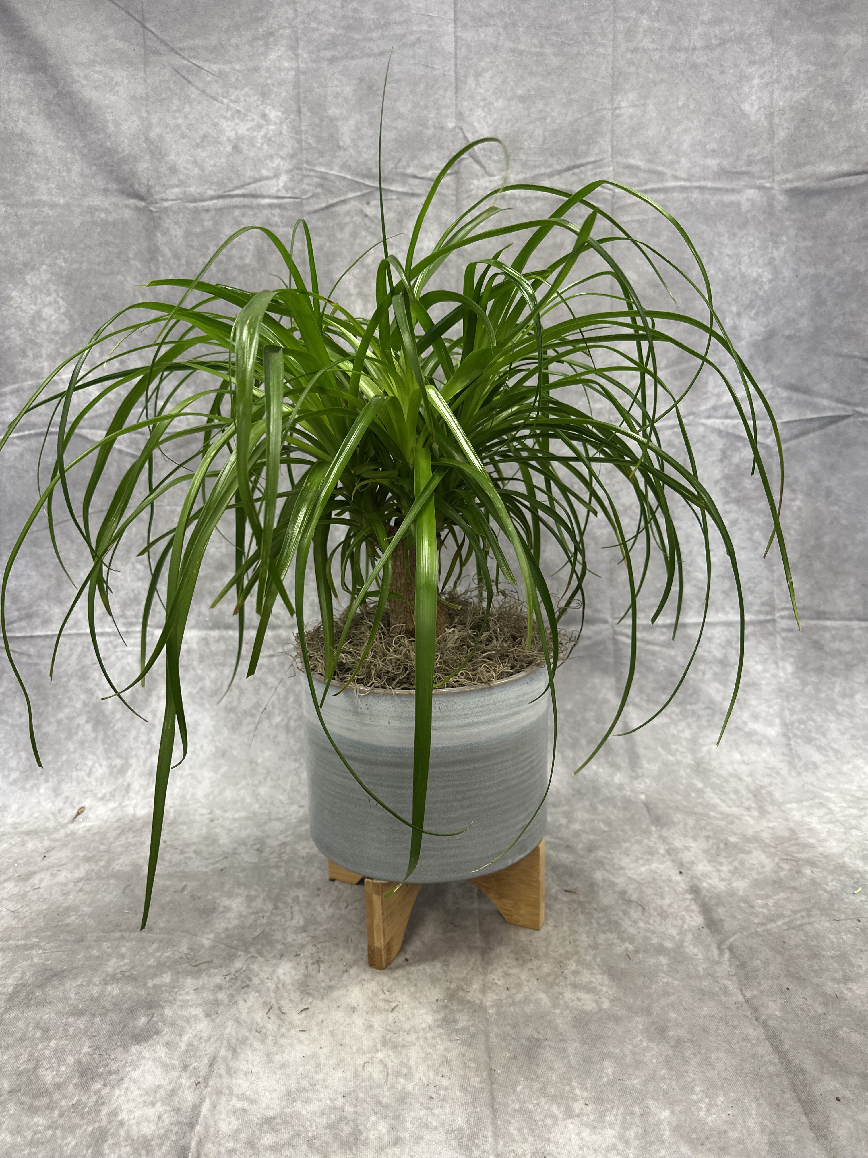 Potted ponytail palm in a gray planter on a wooden stand