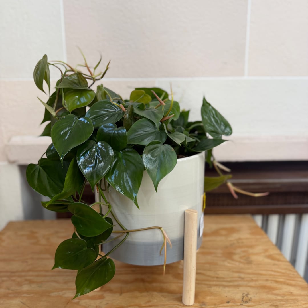 Potted trailing green houseplant in a white ceramic pot