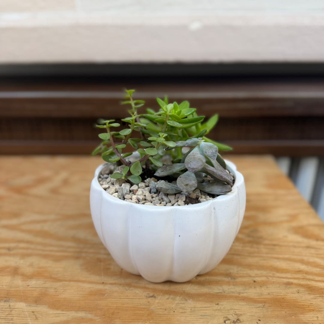 Small succulent plant in a white ceramic pot on a wooden surface