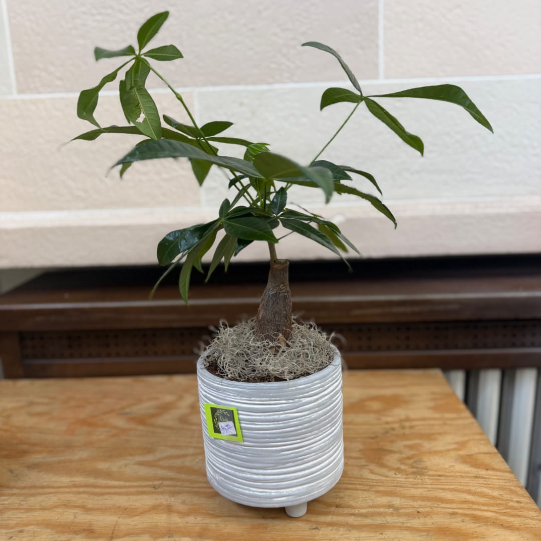 Small potted money tree plant in a white ribbed ceramic pot
